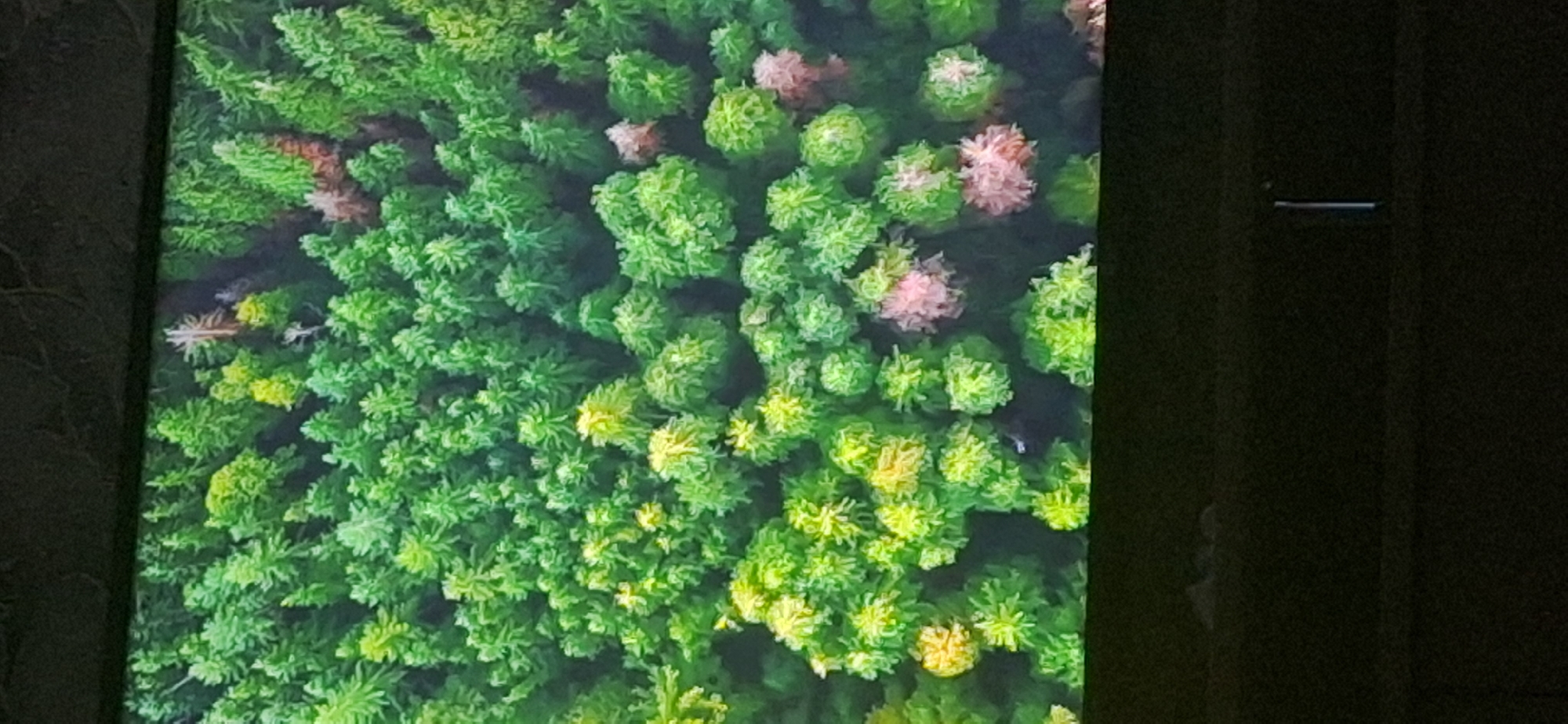 The image shows an aerial view of a dense forest, characterized by various shades of green and some patches of yellow and pink foliage. The trees are tightly packed, creating a textured canopy. The scene appears to be natural, with no man-made structures or clear signs of human activity within the forest itself. The bottom portion of the image shows a dark, out-of-focus area that appears to be the edge of a screen or display, suggesting the image may be a photograph of a screen. There are no discernible people, subjects, or actions taking place in the image. The location is described as the city of Bila Tserkva, Ukraine, but there are no specific landmarks or contextual elements in the image that confirm or deny this location.