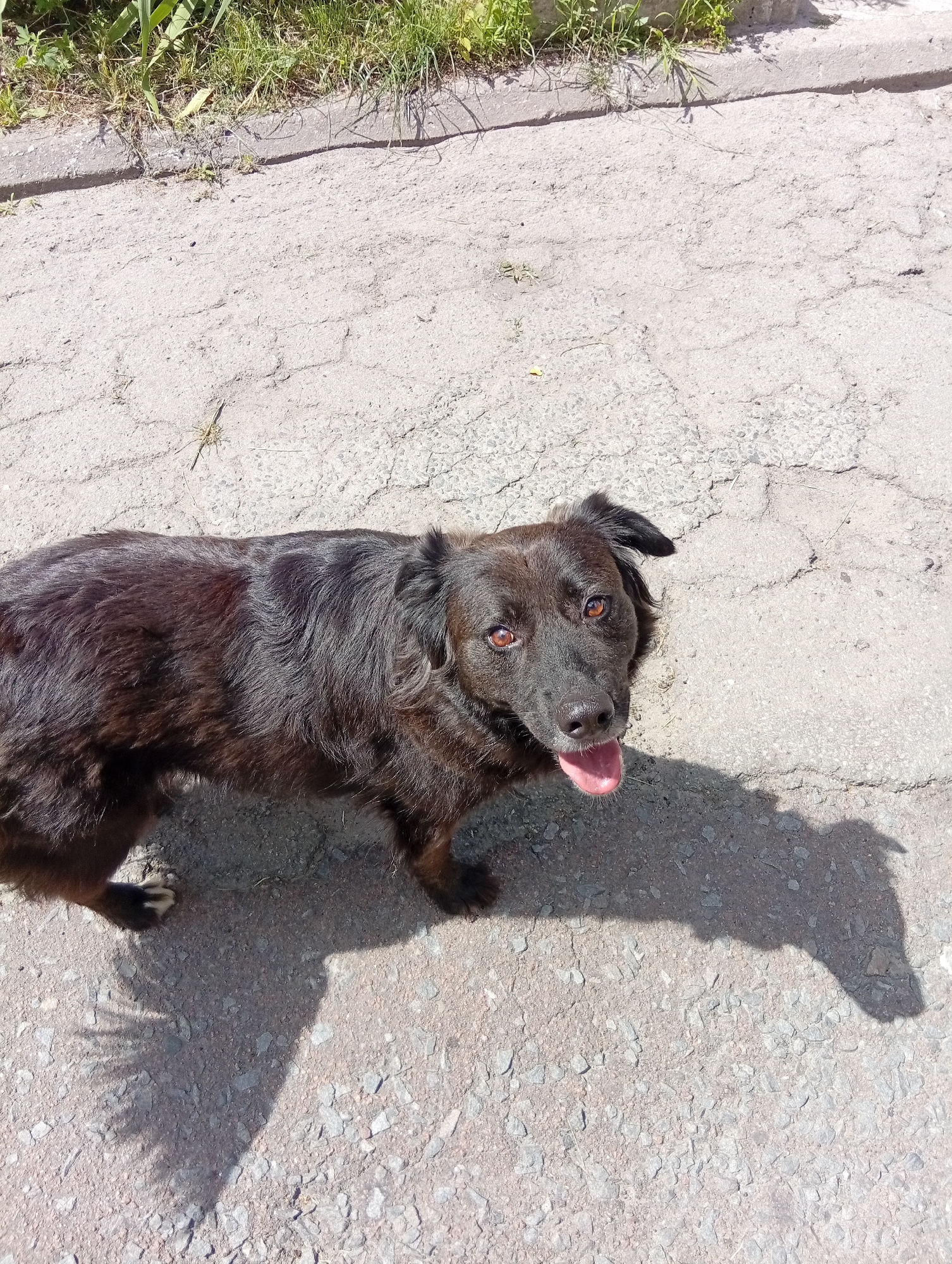A dark-colored, medium-sized dog with reddish-brown eyes is standing on a cracked asphalt surface in Zviahel, Ukraine. The dog is facing slightly to the right, with its mouth open and tongue visible, appearing to pant. Green grass and weeds grow along a concrete curb in the upper left corner of the frame. The dog casts a shadow on the ground to its right. The lighting suggests it is daytime, with the sun casting distinct shadows.