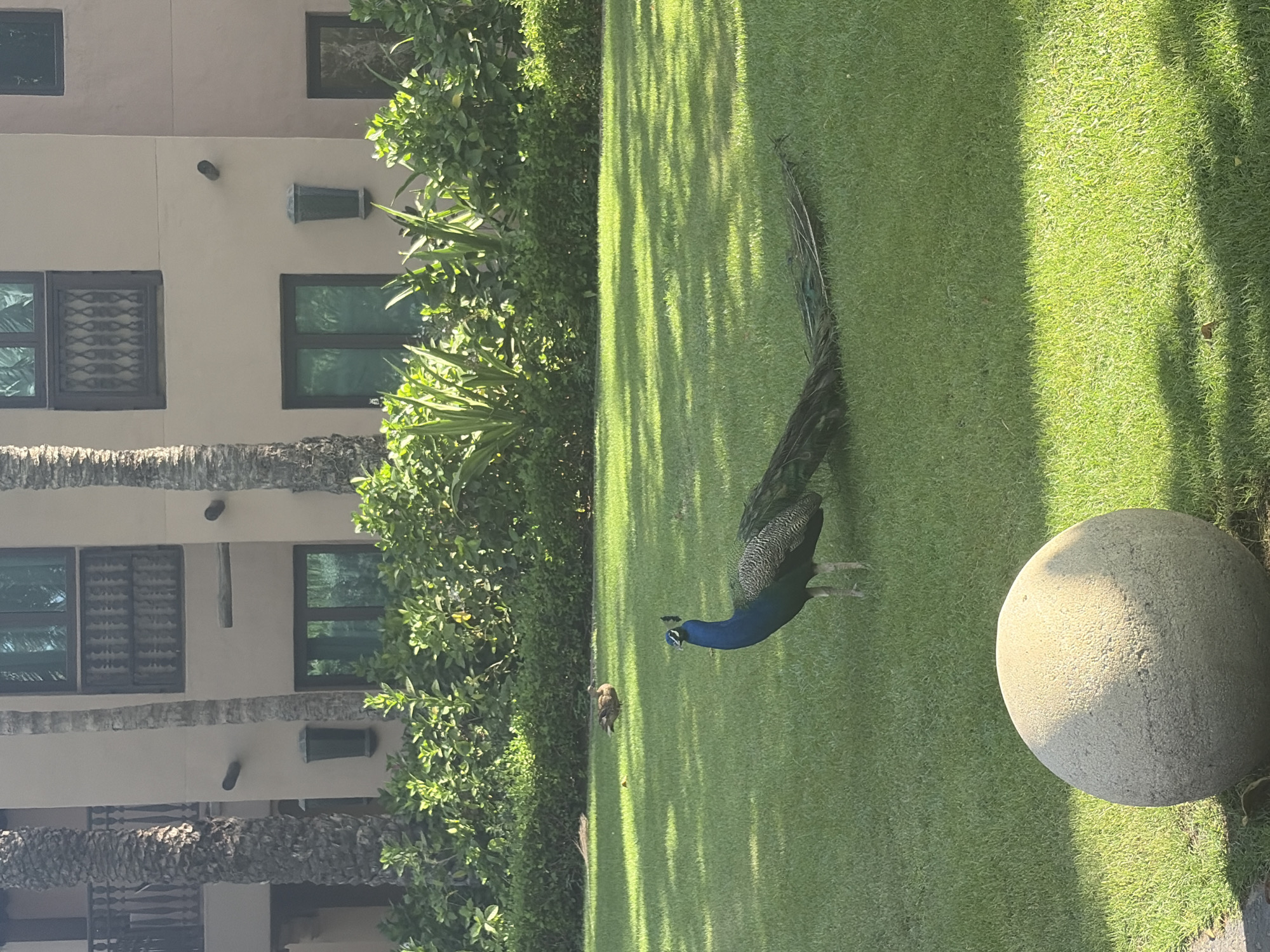 This image was likely taken in Dubai, United Arab Emirates. In the foreground, a peacock stands on a lush green lawn. To the right of the peacock, a large spherical concrete structure is positioned on the lawn. A smaller bird is to the left of the peacock. The backdrop features a multi-story building with several rectangular windows and palm tree trunks horizontally aligned against the building's facade. Dense green foliage separates the building from the lawn. The scene is well-lit, suggesting a daytime shot.