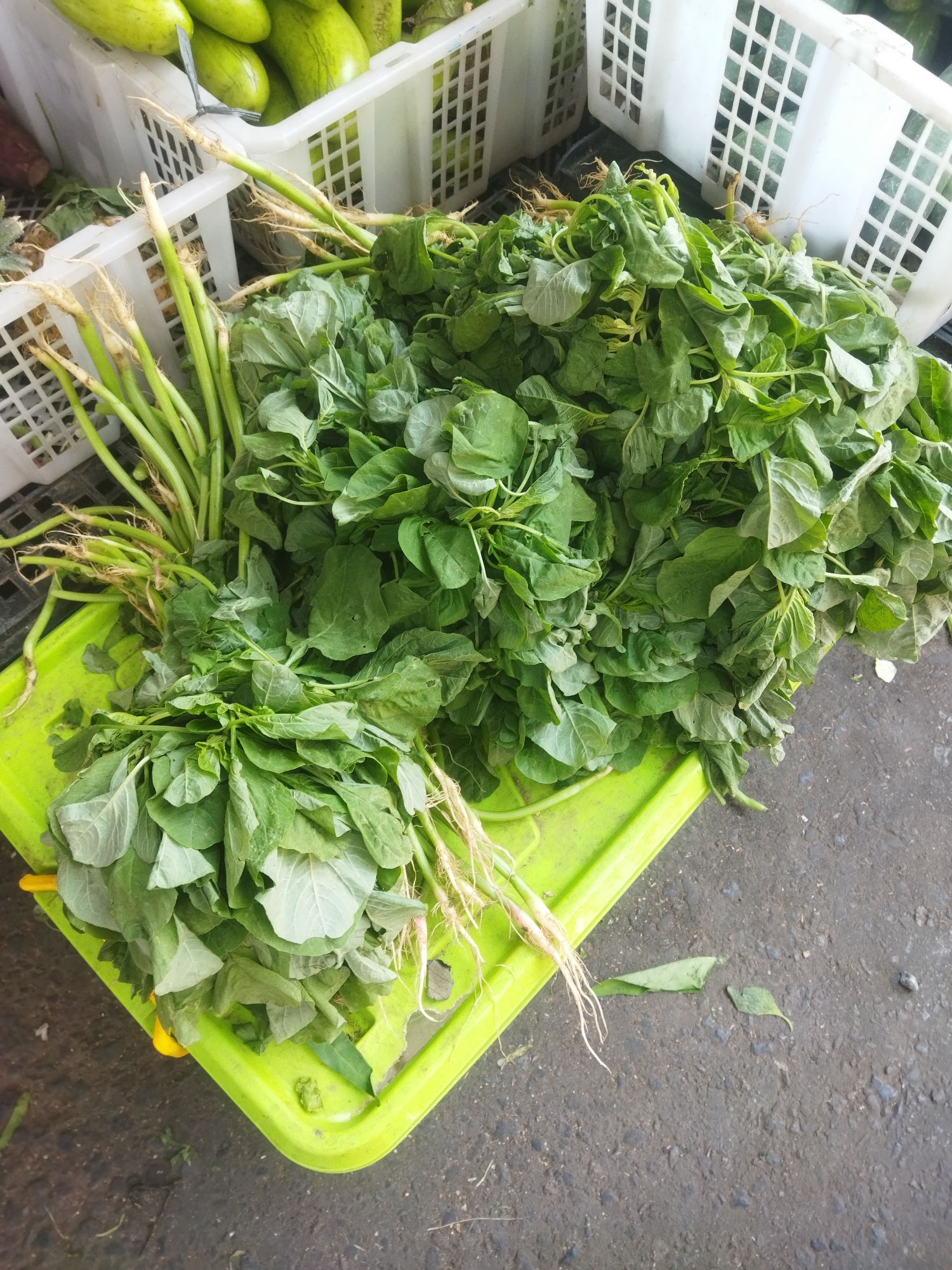 In Wonogiri, Indonesia, a vibrant market scene unfolds with a focus on fresh produce. The foreground showcases two large bunches of leafy green vegetables, likely amaranth or a similar variety, resting on a bright green plastic tray. The vegetables are vibrant green, with some showing their thin, white roots. Behind the greens, white plastic crates are visible, one filled with what appear to be light green cucumbers or gourds. The crates are stacked and sit on a dark, asphalt-like surface, suggesting an outdoor market setting. The overall impression is one of abundance and fresh, locally sourced ingredients.