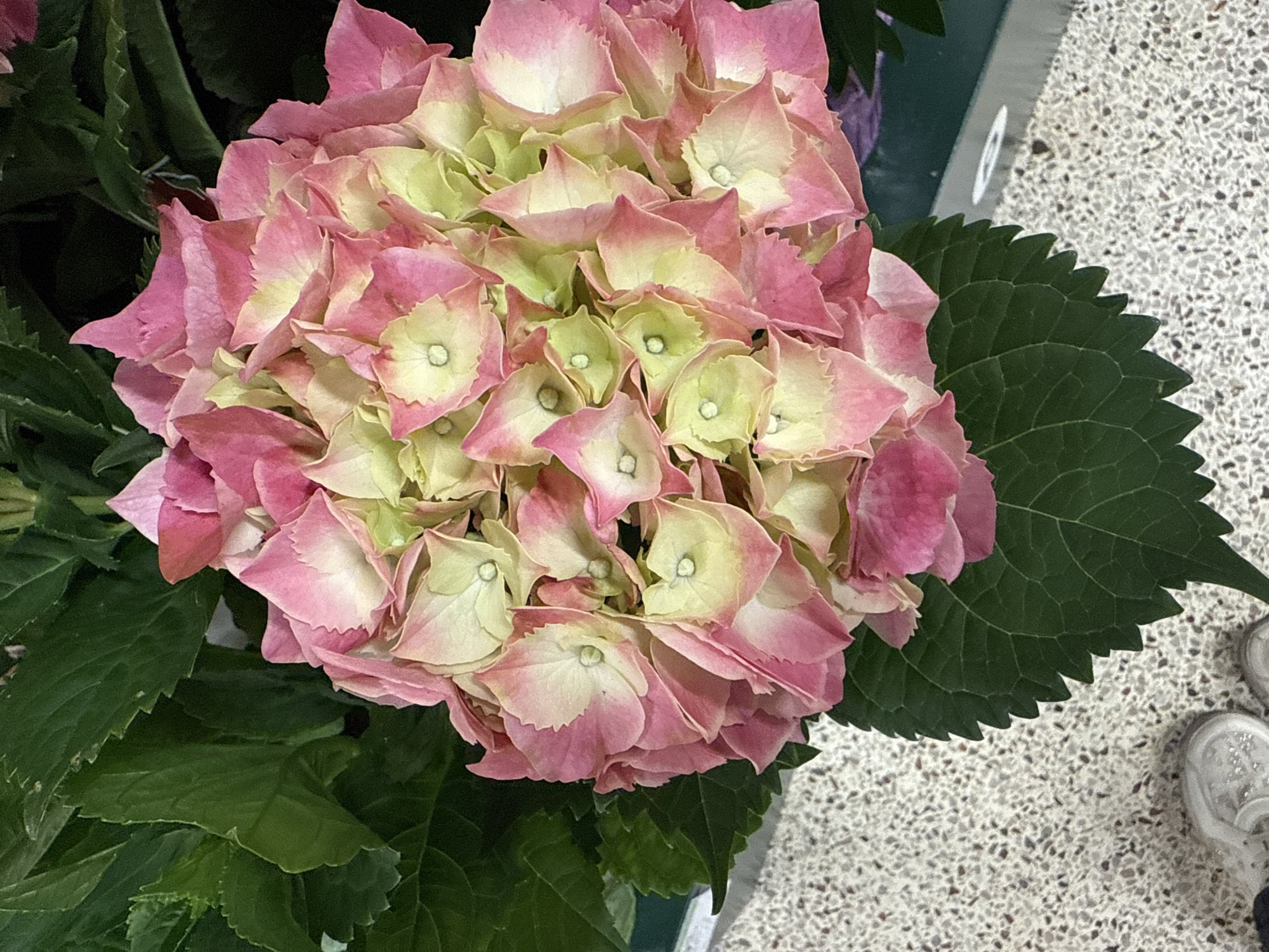 The image shows a close-up of a pink and white hydrangea flower. The flower has many petals, some of which are pink and some of which are white. The flower is surrounded by green leaves. The background is a speckled grey and white surface. A partial view of a shoe is visible in the lower right corner of the image. The location is not identifiable as Hollywood, United States of America from this image alone.