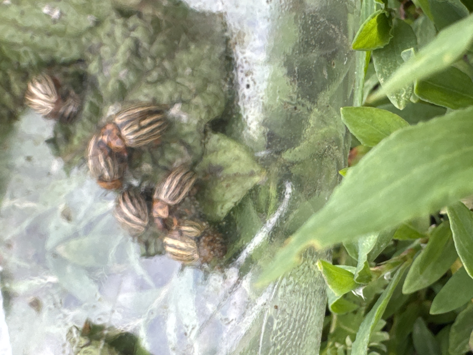 A cluster of five Colorado potato beetles, identified by their distinctive striped bodies, are visible on green foliage. The beetles are enclosed within a clear plastic bag, suggesting a capture or containment scenario. The surrounding environment consists of green plants and a blurry background, indicating an outdoor setting. The image's composition focuses on the beetles and the plastic container, with the lower portion of the frame showing more detailed green leaves. There are no people or other animals depicted in the image. The location is specified as Soloneshnoye, Russia.
