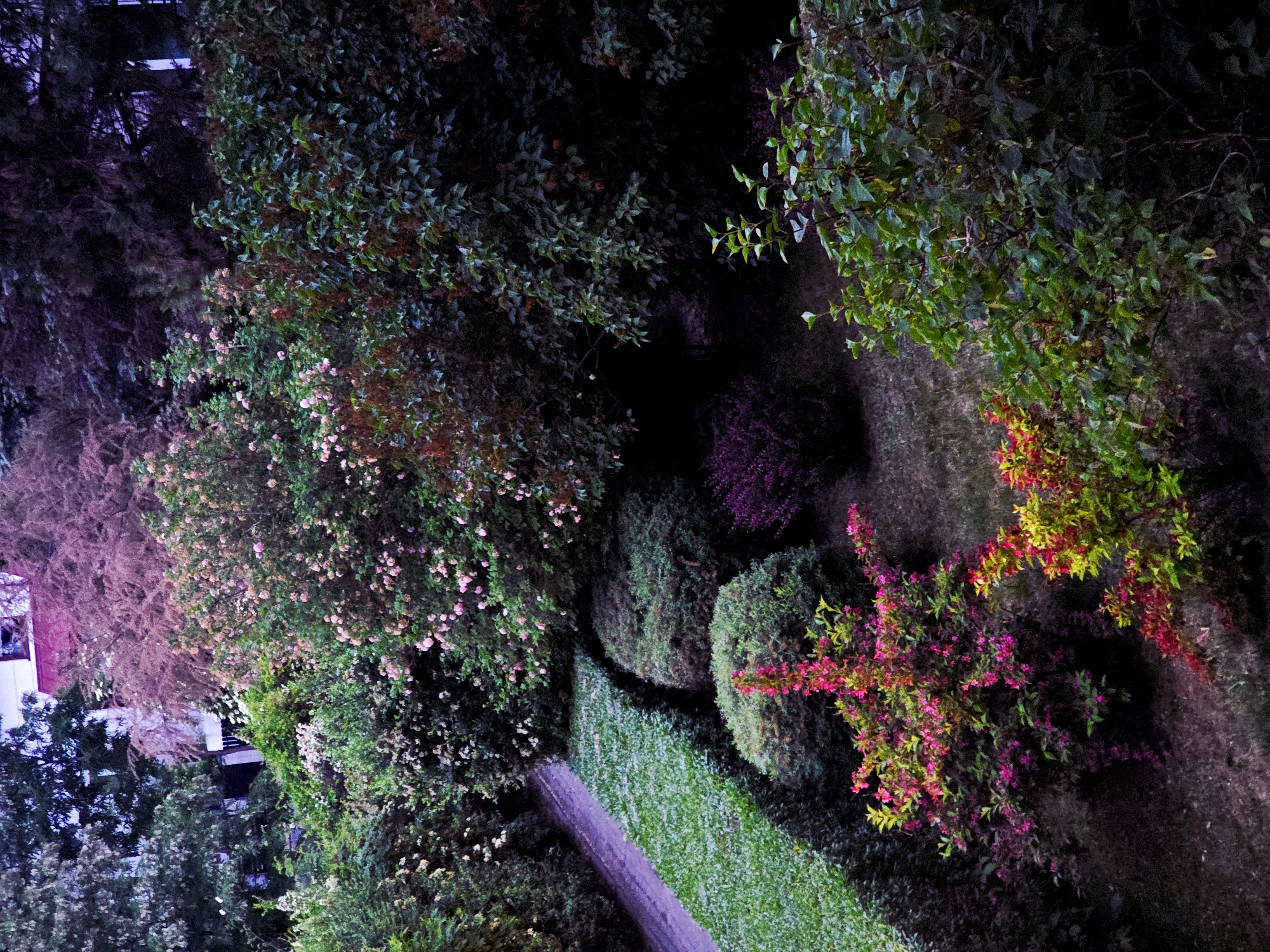 Captured from an elevated perspective, this nighttime shot reveals a scene in Unknown, Unknown. A pathway cuts through a dense garden, lined with meticulously manicured hedges. The foliage is diverse, with trees and bushes displaying hues of green, purple, and pink, some adorned with blossoms. To the left, the corner of a building, presumably residential, peeks out. The lighting emphasizes the details of the plants, creating shadows and illuminating the path.