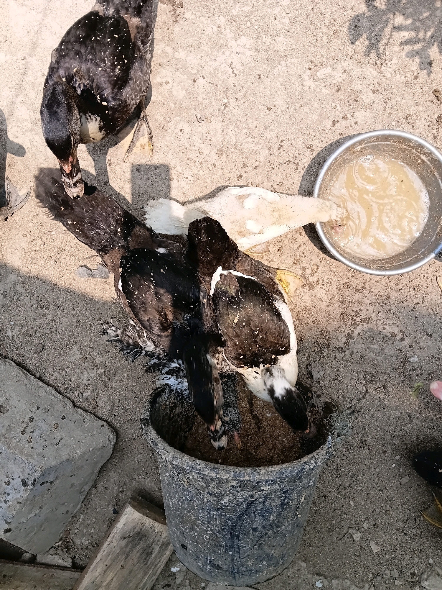 In the city of Margo Rukun, Indonesia, four ducks are gathered around a dark bucket filled with feed. Two of the ducks are primarily black with white speckles, while one is white. One black duck is standing and pecking at the feed in the bucket, while another black duck is also reaching into the bucket. A third black duck is partially visible behind the bucket. The white duck is drinking from a metal bowl filled with murky liquid. The ground is a mixture of concrete and dirt, with a large concrete block and a wooden plank visible. The lighting suggests it is daytime, with shadows indicating the presence of overhead foliage.