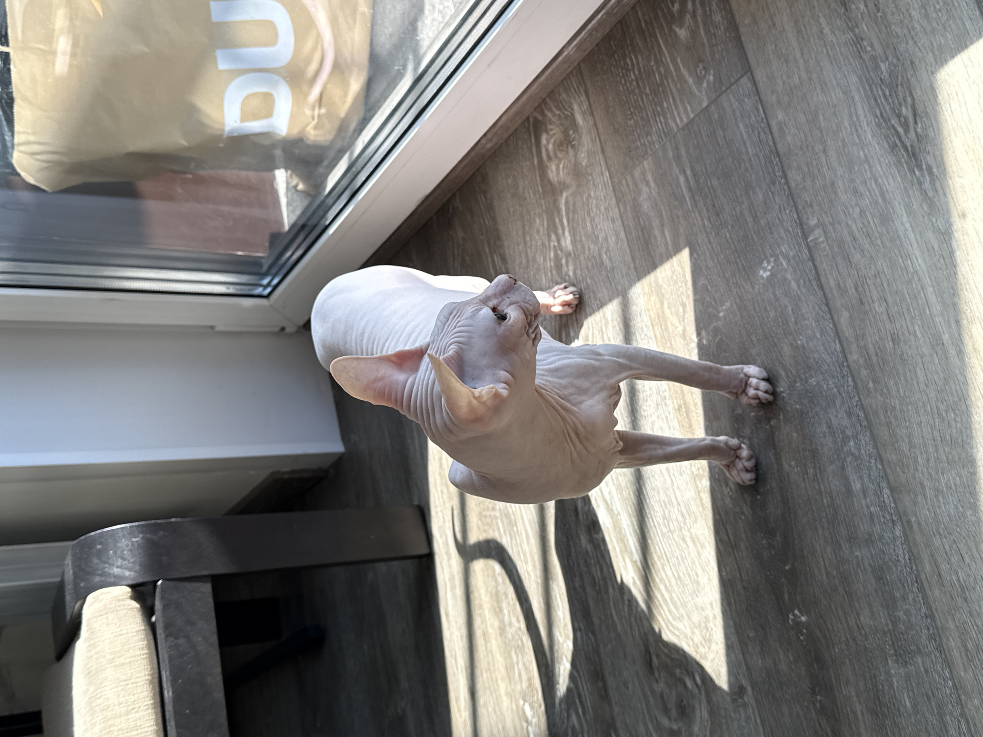 A hairless Sphynx cat stands on a light grey wooden floor, illuminated by bright sunlight streaming through a large window or glass door. The cat is light pinkish-beige, facing upwards and slightly to the right, with its head tilted. Strong shadows are cast across the floor by the window frame and the cat itself, creating a high-contrast scene.
In the upper left, a white PVC window or door frame is visible. Through the glass, a reflection shows a brown or beige object, possibly a shopping bag, with large white text "Du" clearly legible. Below the cat and to the left, part of a piece of furniture is visible, appearing to be a dark metal chair or stool frame with a light-colored cushioned seat. The cat's paws are clearly defined, showcasing its unique appearance. The setting is indoors, characteristic of a domestic environment in Krasnoyarsk, Russia, enjoying a sunny day.