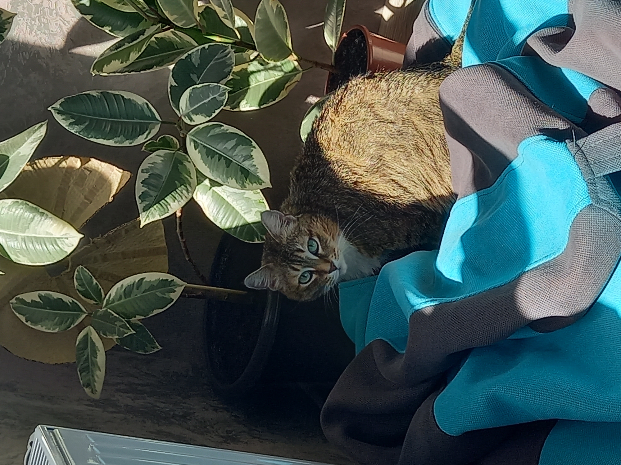 A photograph depicts a tan and brown tabby cat with green eyes peering out from behind a pile of blue and gray fabric. The cat is situated near a potted plant with variegated green and white leaves. The location is unknown.