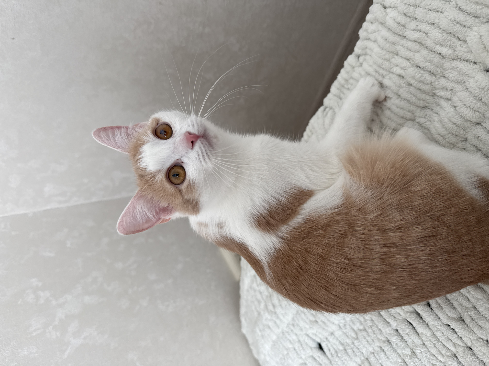 A medium, high-angle shot shows a white and brown cat laying on a textured, white blanket. The cat's face is centered and looking up towards the camera. The cat's fur is predominantly white on its face and neck, with brown patches on its body. Its eyes are a light-brown color. The background consists of a textured white wall. The location of the photo is not evident and the city of Kazan, Russia is not visibly present.