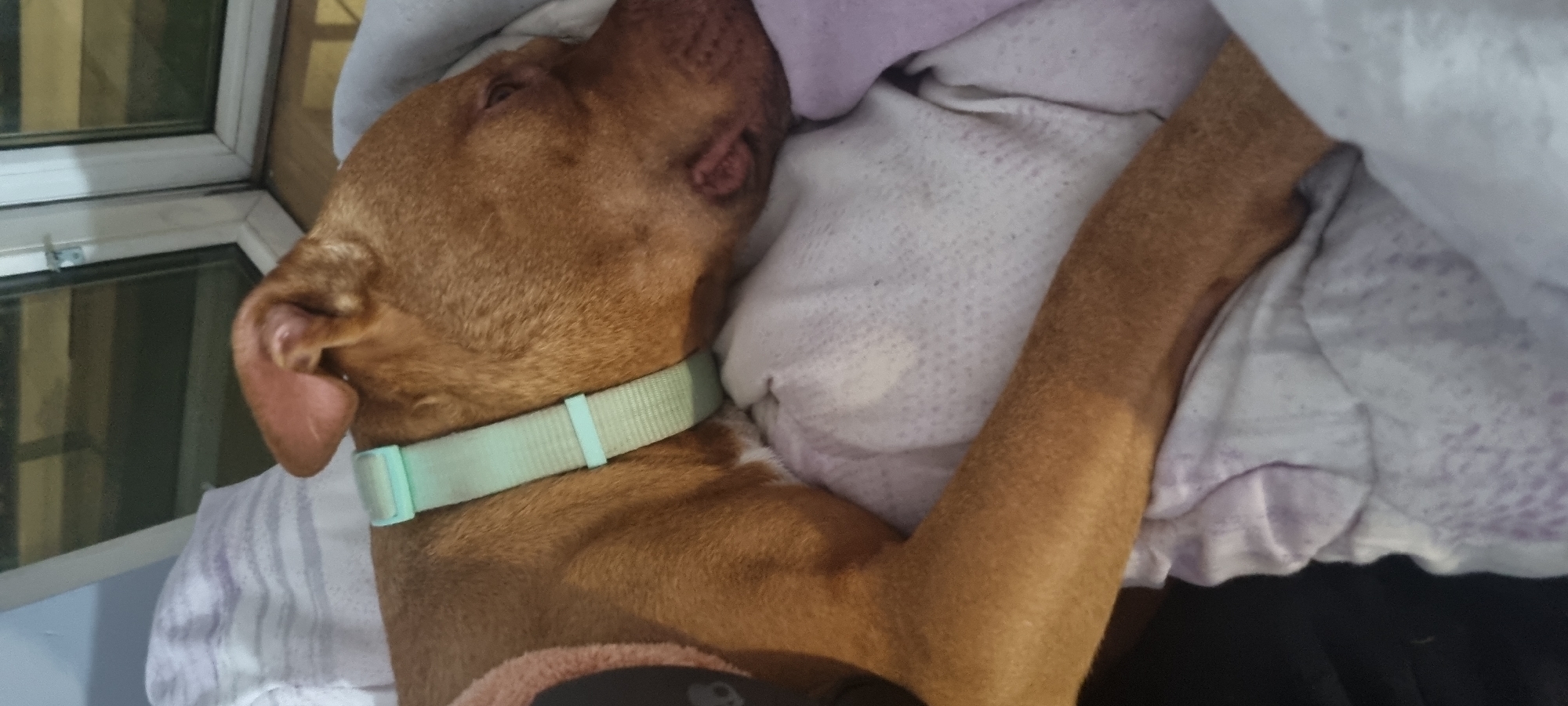 A brown dog with a light green collar is asleep on a bed. The bed has white and lavender bedding. A window with several panes is visible in the upper left corner.