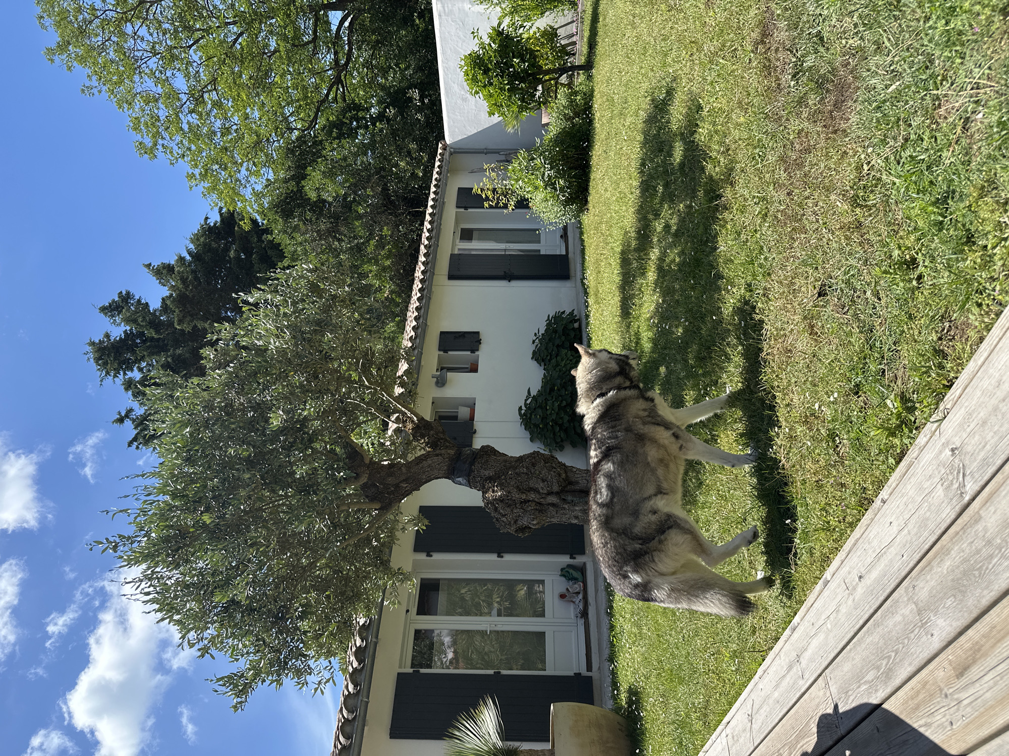 The image shows a residential scene in La Couarde-sur-Mer, France. A gray and white dog stands in a grassy yard adjacent to a white, single-story house with dark shutters. An olive tree with a thick trunk and abundant foliage grows near the house. The lawn appears well-maintained. A wooden deck is visible in the foreground. The sky is blue with some clouds, suggesting a sunny day. No people are visible.