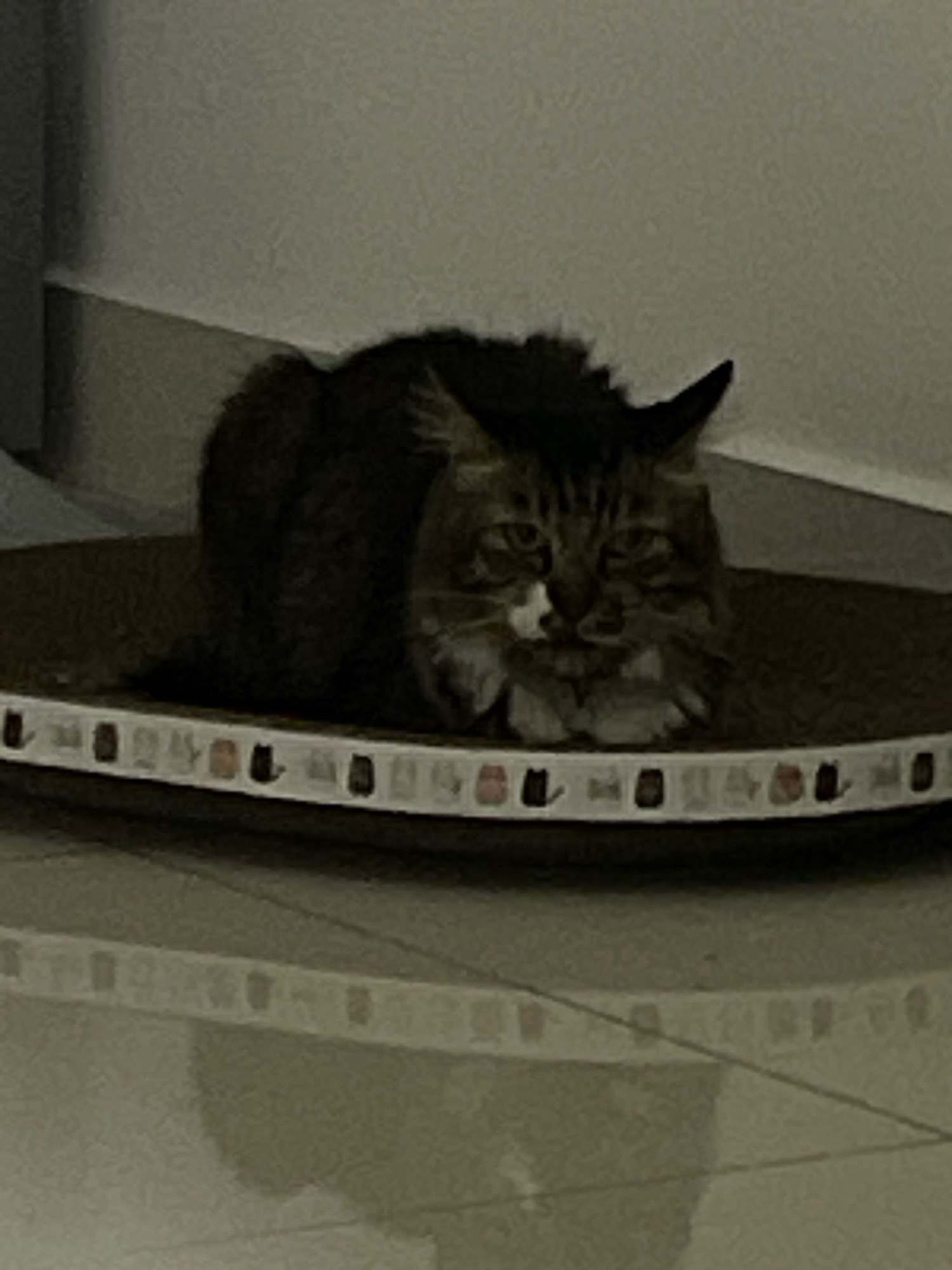 A domestic long-haired cat with brown and black tabby markings is resting on a circular cat scratching pad. The cat is positioned in the center of the pad, curled up with its head resting on its paws. The scratching pad has a decorative border with small, repeated images of cats and fish. The cat is looking directly at the camera with a slightly anxious expression. The background is out of focus, but appears to be an indoor setting with a light-colored wall and a tiled floor. There is no information available to determine the location within Kuala Lumpur, Malaysia.
