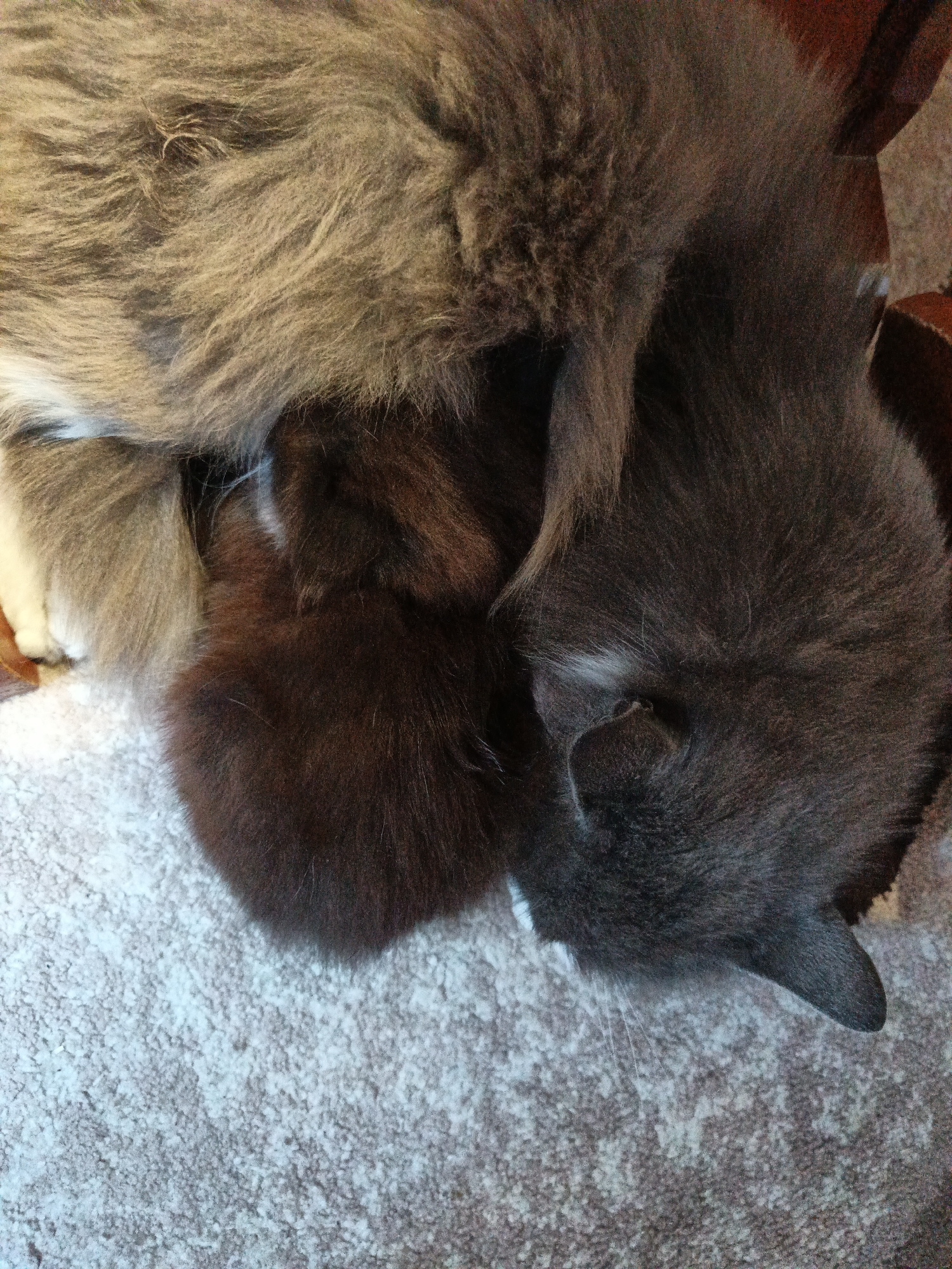 A close-up, eye-level shot depicts three cats intertwined on a patterned surface, likely a rug or blanket. The topmost cat has long, gray and tan fur. A darker gray cat with short fur is positioned partially underneath the first cat, showing its head and one ear. A smaller, brown cat is nestled underneath the other two cats, with only a portion of its fur visible. The scene suggests a domestic setting. The location in the city of Лосева, Belarus, is not discernible from the image.