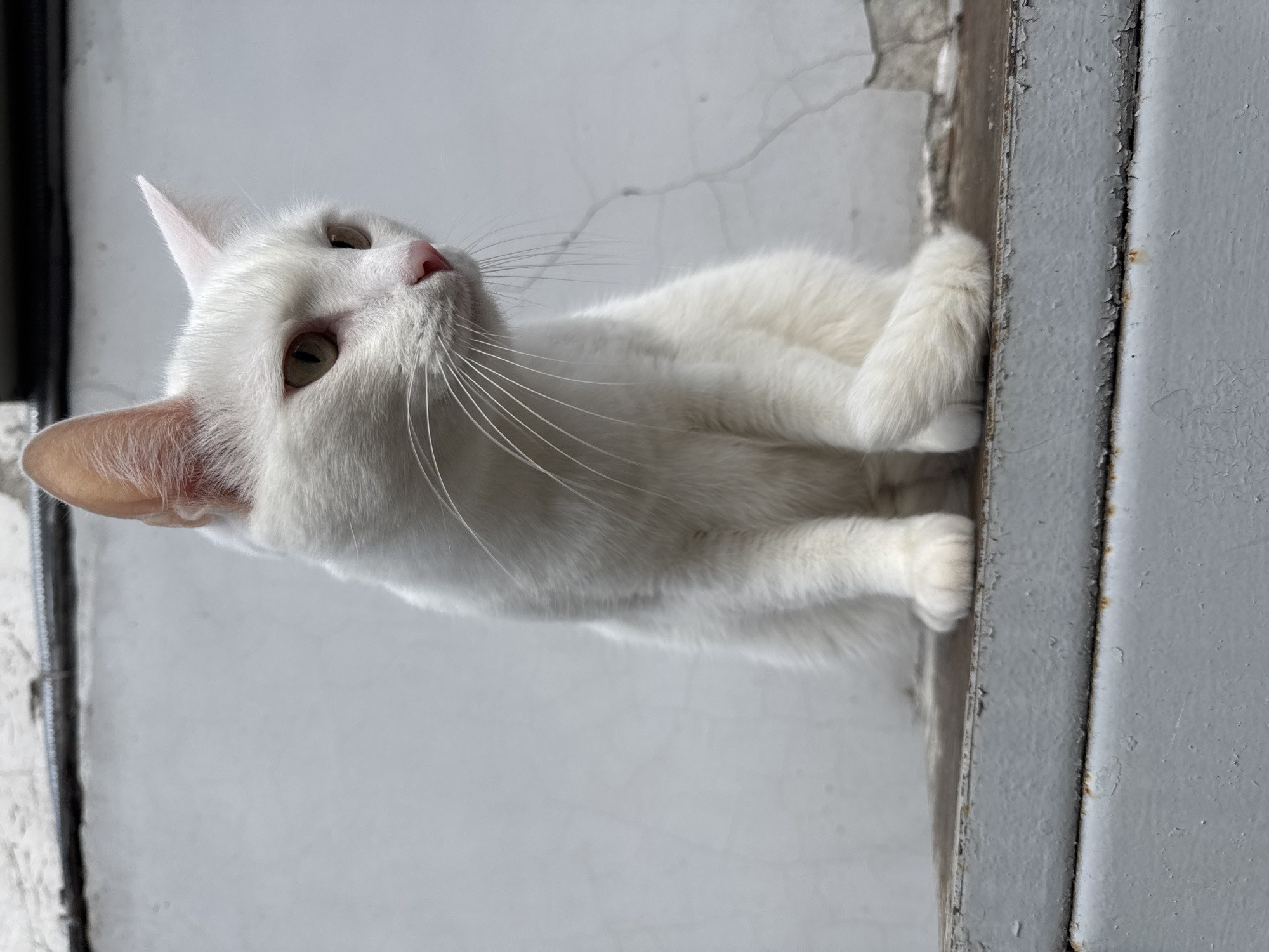 A close-up, slightly low-angle shot features a white cat with a pink nose. It is lying down on a gray, weathered, metal surface, looking up and to the left. The background consists of a white wall and a dark vertical structure. The image appears to have been taken indoors near a window or doorway. There is no information to suggest this image was taken in Chaikovsky, Russia.