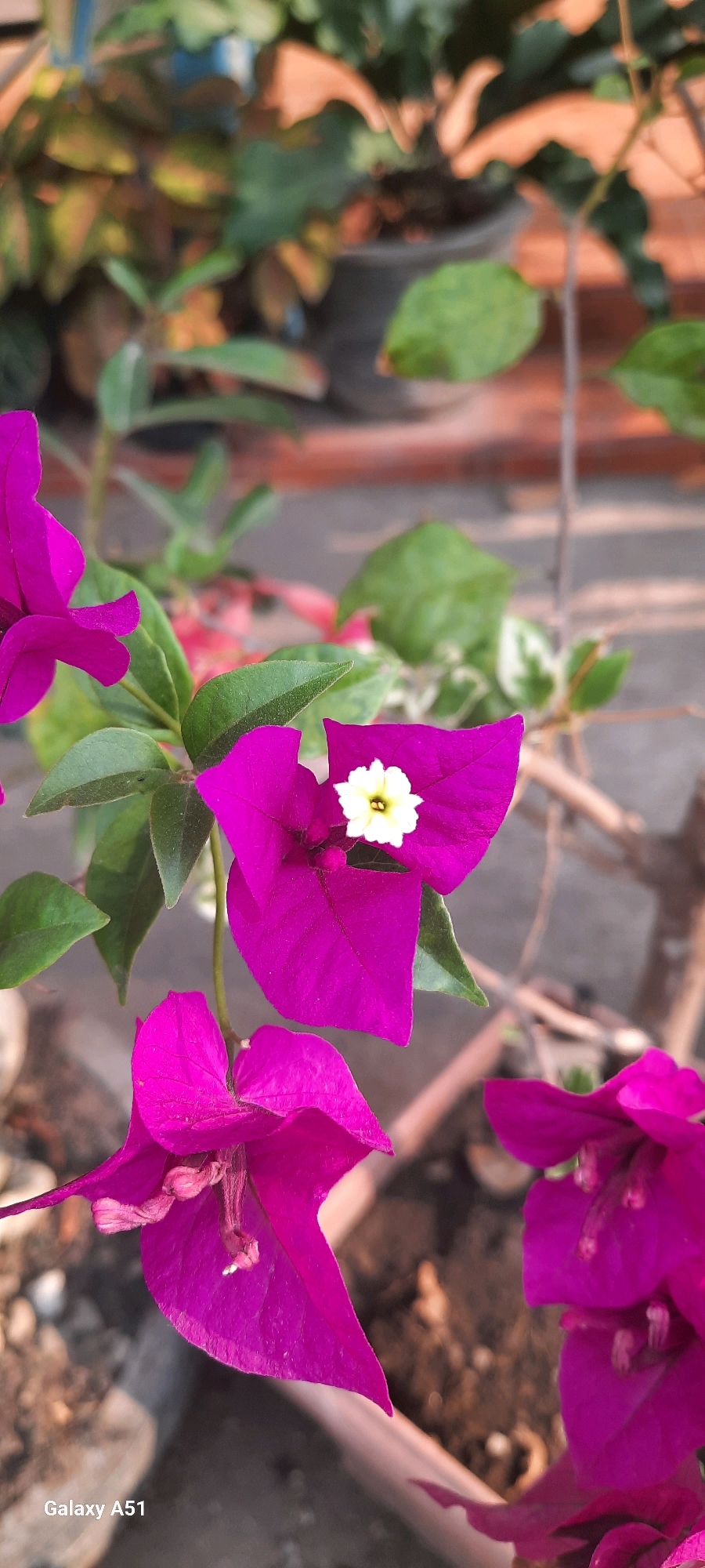The image shows a close-up of bright pink Bougainvillea flowers with green leaves in the foreground. One of the flowers has a small white and yellow center. In the background, out of focus, are more plants and a terracotta pot. The lower left corner of the image contains the text "Galaxy A51". The image was captured in Ploso, Indonesia. The scene depicts a garden setting with potted plants.