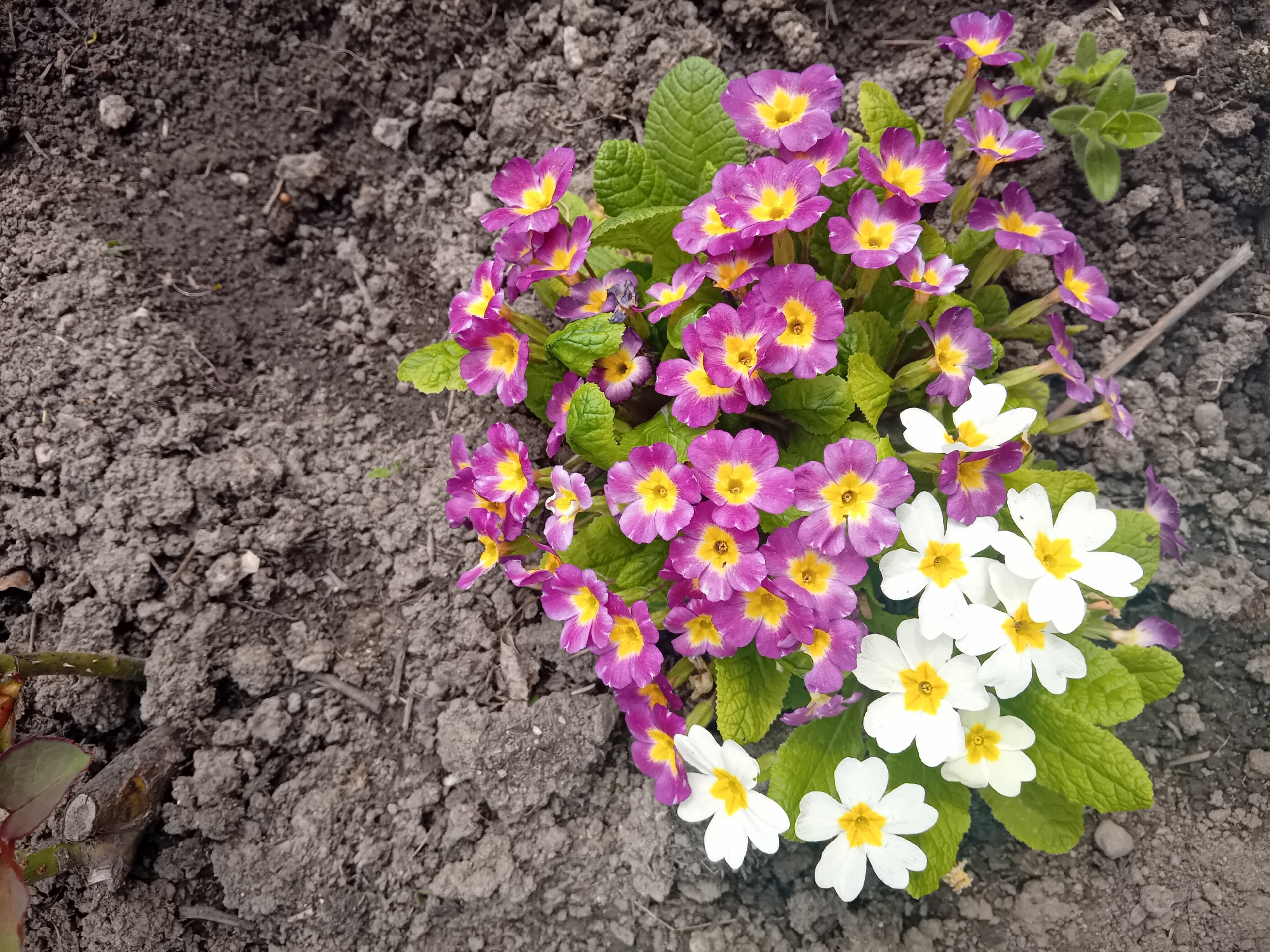 A high-angle shot shows a cluster of flowers growing in soil. The flowers are a mix of purple and white, with yellow centers. The purple flowers dominate the upper portion of the image, while the white flowers are concentrated on the lower right. Green leaves are interspersed among the flowers. The surrounding soil is dark and appears to be recently tilled. The location is an outdoor garden setting, although the specific city is unknown.