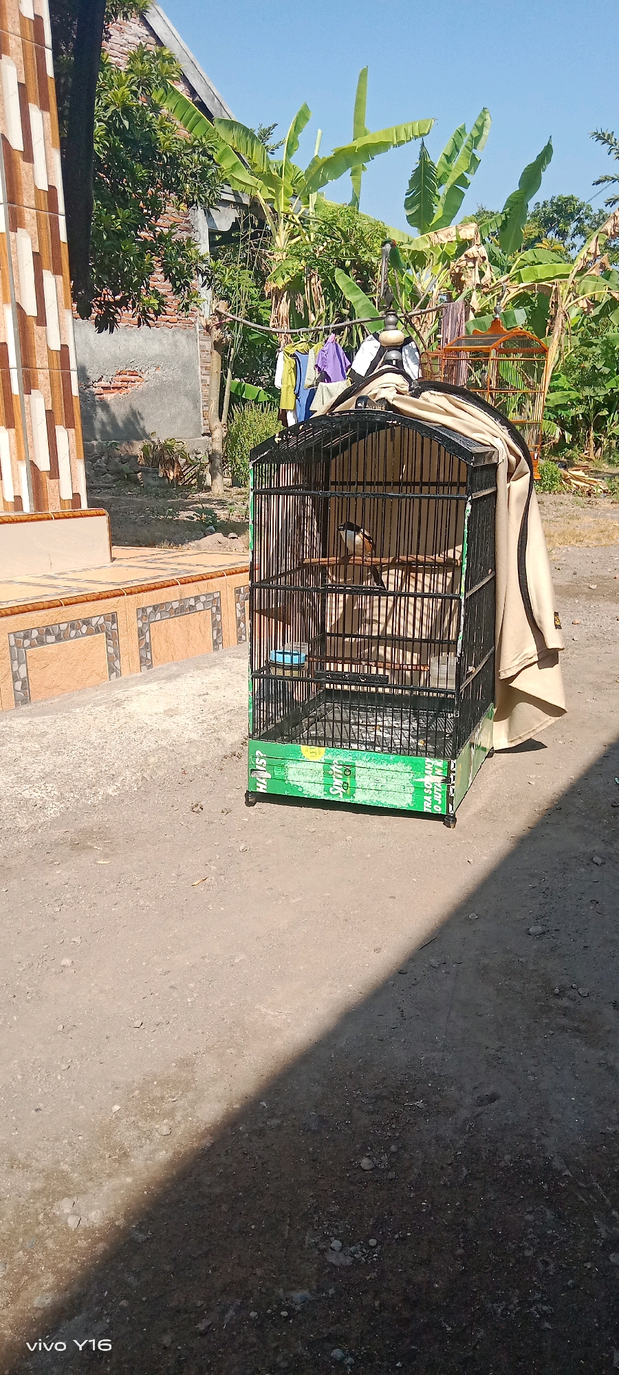 A bird is inside a black metal cage with a green base, which is decorated with faded green and white lettering. The cage is placed on a dirt ground. Behind the cage, there is a clothesline with several colorful garments hanging on it, including blue, purple, and yellow items. In the background, there are large green banana leaves and trees. To the left of the cage, there is a building with patterned tiles on its facade. The scene is outdoors, under a clear blue sky, and appears to be in a rural or semi-rural setting within the city of Semambung, Indonesia. The overall impression is one of a domestic outdoor space, possibly a backyard or courtyard.