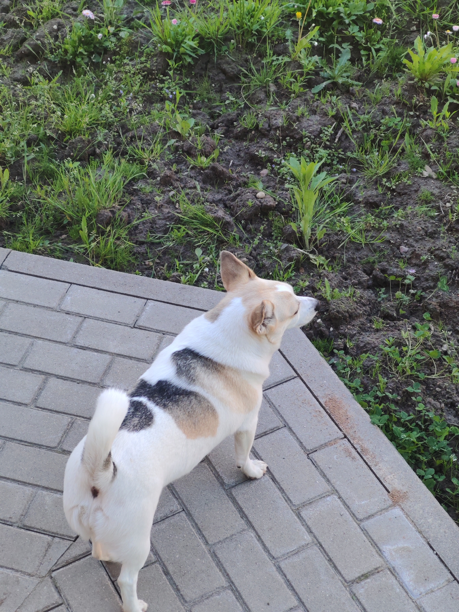 A medium shot depicts a tan, black, and white dog standing on a paved gray brick surface, facing away from the viewer and towards a patch of earth with varied green vegetation, including grass and small flowering plants. The dog is positioned to the right of the frame's center, looking towards the upper right corner of the image. The paved surface occupies the bottom half of the frame, while the vegetated area fills the top half. The location is Unknown, Unknown.