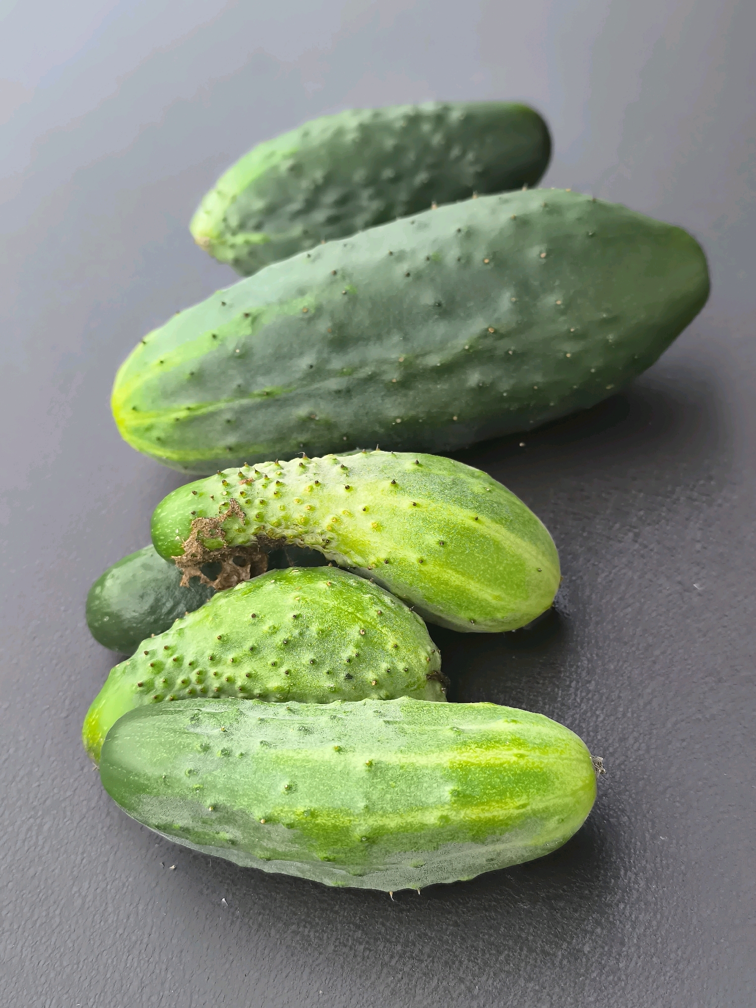 A still life of several small to medium-sized cucumbers is captured against a dark, textured background. The cucumbers are arranged diagonally from the bottom left to the top right of the frame, with the largest cucumber positioned in the middle, filling a significant portion of the image. Their green skin is bumpy and slightly glossy, with some showing subtle yellowing towards the ends. One cucumber in the foreground exhibits a small, dried brown stem attachment. The lighting appears to be natural and diffused, casting soft shadows. There are no people or signs of human activity in the image. The scene does not contain any discernible elements that would associate it with the city of Dercekliai, Lithuania.