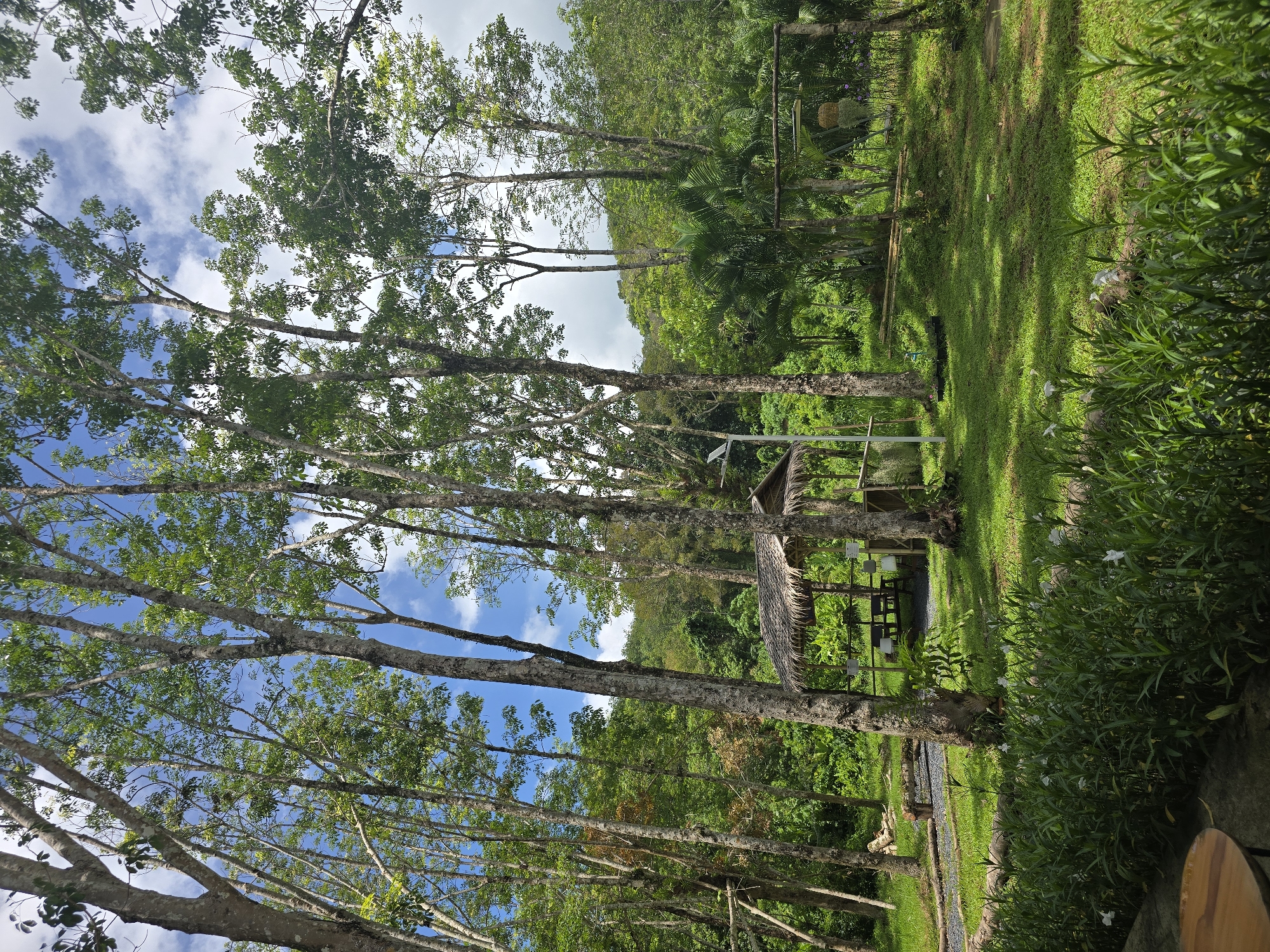 The image shows a lush, green landscape with tall trees reaching towards a sky with scattered clouds. A small structure with a thatched roof is visible amidst the trees, possibly a shelter or gazebo. The location appears to be a natural setting, possibly a park or wooded area in an Unknown city and Unknown region. The perspective is from a low angle, looking upwards through the trees, creating a sense of height and depth. There are plants and green foliage in the foreground and throughout the scene, contributing to the overall impression of a vibrant, natural environment.