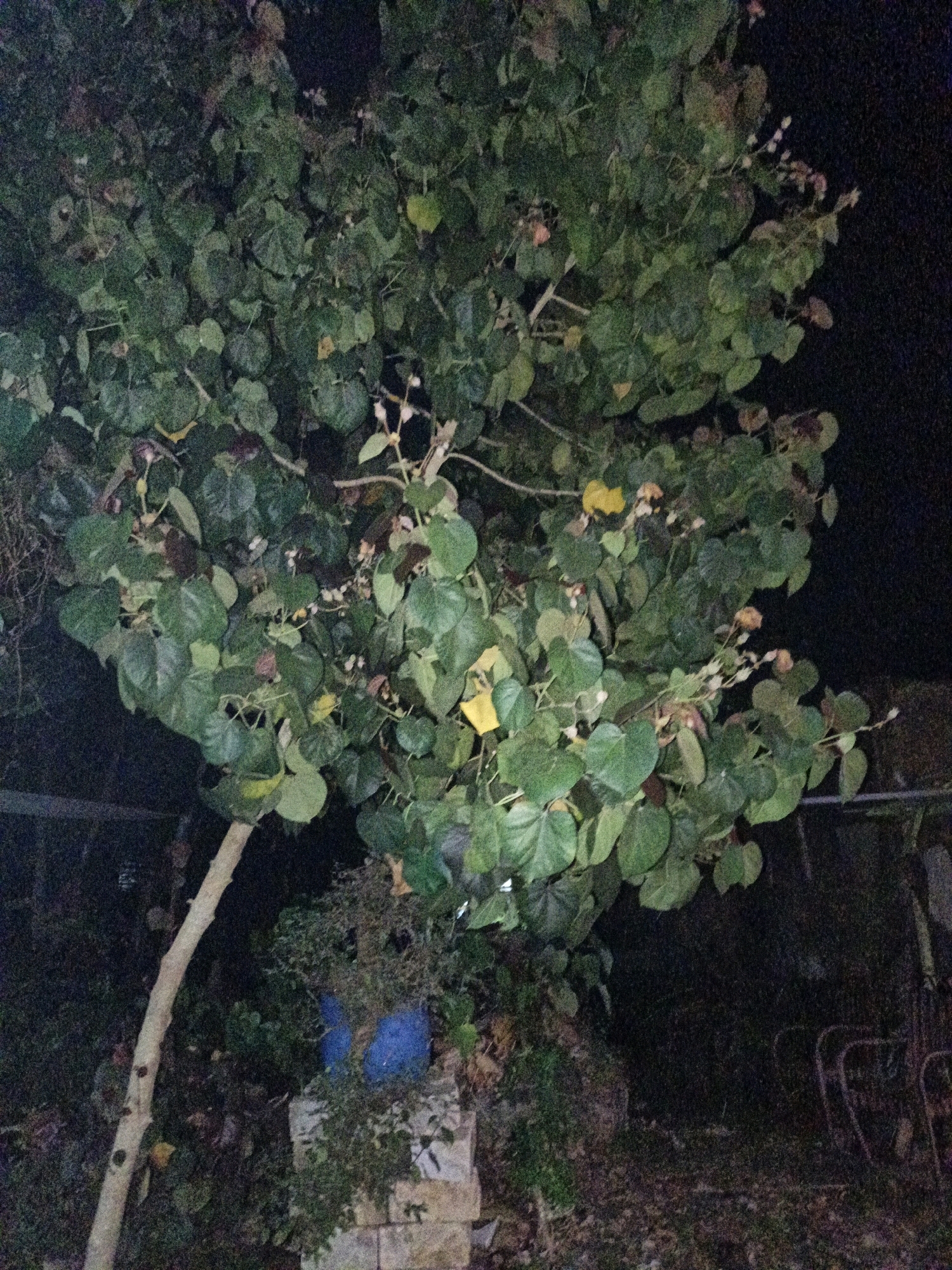 The image depicts an outdoor scene at night, likely in Cikal, Indonesia. A large tree with dark green, heart-shaped leaves dominates the frame. Some leaves are yellowing, indicating the season or the tree's health. Small, light-colored flowers or seed pods are visible on some branches. A thick, light-brown trunk curves upward from the bottom left. In the background, a blue object, possibly a tarp or a piece of fabric, is draped over some vegetation or objects. To the right, the dark night sky is visible. The ground is covered with leaves and debris. Metal chairs or frames are partially visible in the far right background. The scene appears to be in a yard or garden setting.