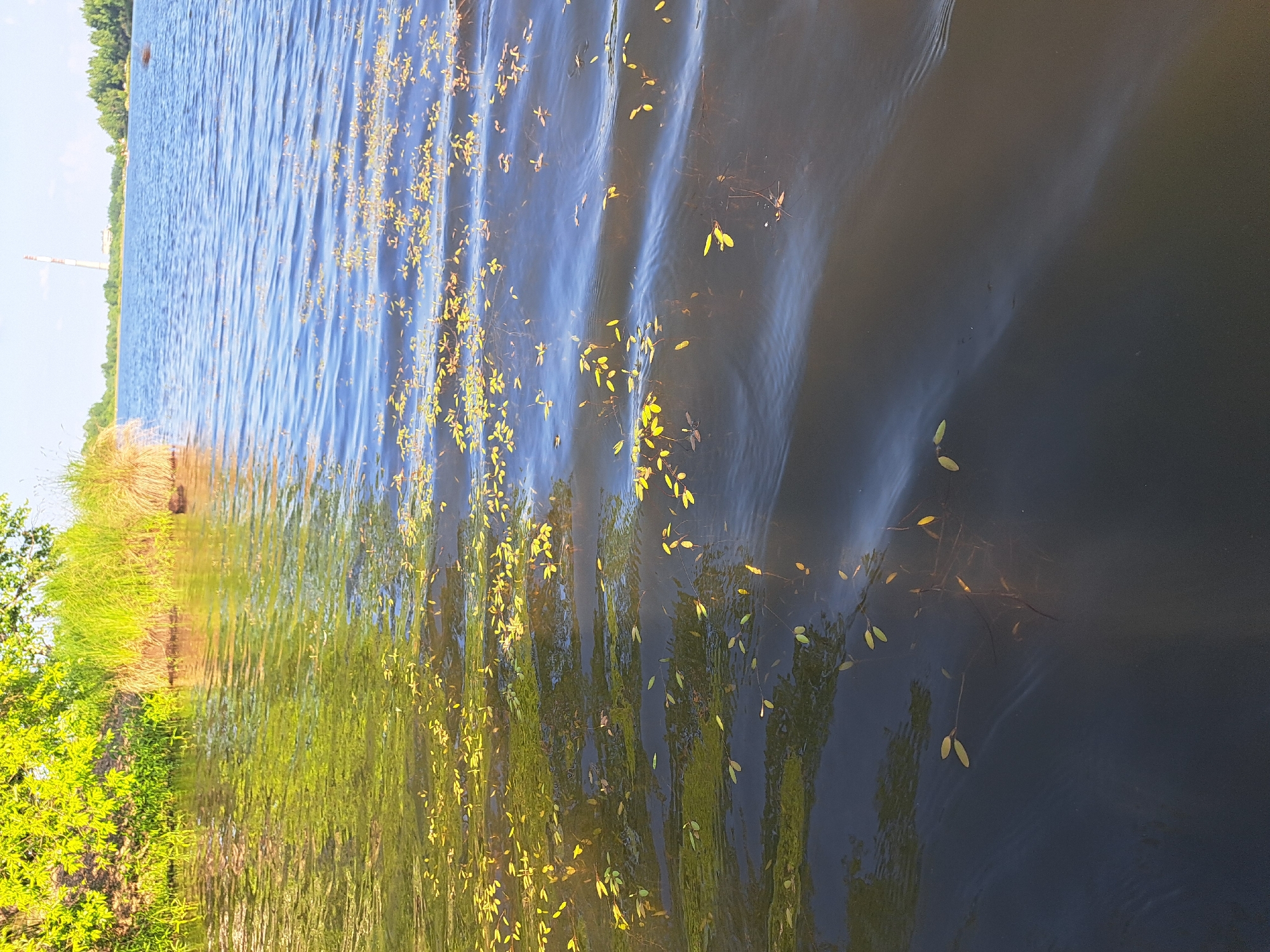 The image depicts a body of water, likely a river or lake, with vegetation along the left bank. The water's surface is rippled, reflecting the sunlight and the surrounding greenery. Scattered on the water are numerous small, floating yellow leaves and submerged aquatic plants. In the background, across the water, a distant tree line is visible, and further in the distance, a tall, slender industrial smokestack rises against a clear sky. The scene appears to be a natural or semi-natural environment, possibly on the outskirts of a settlement, given the presence of the smokestack. The location is identified as Razdolnoye, Russia.