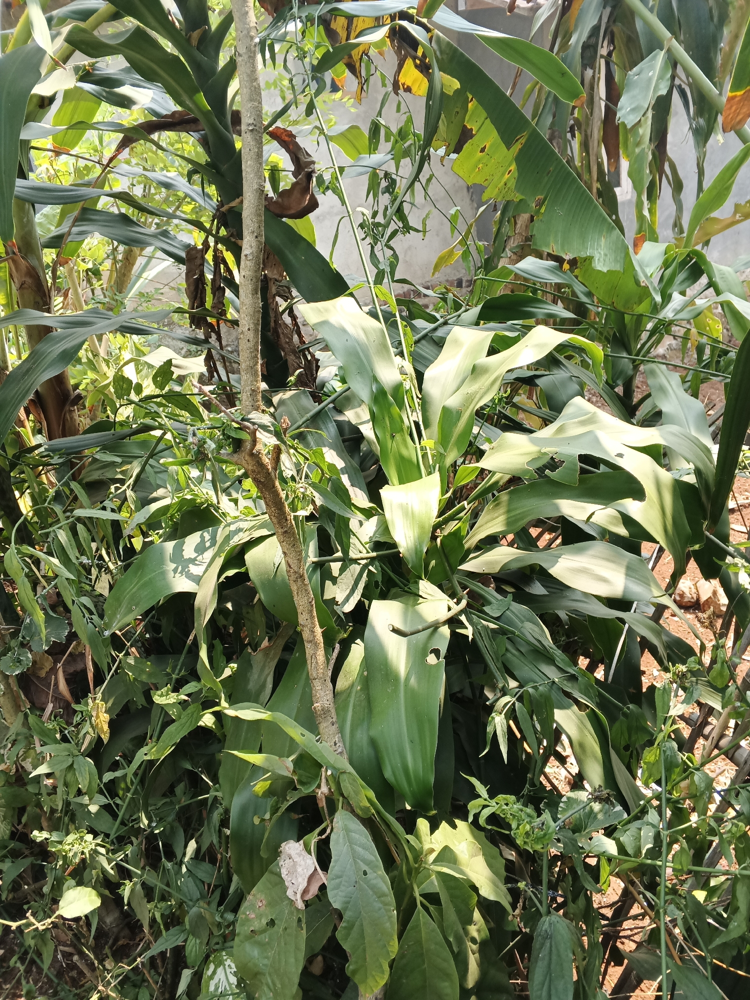 The image captures a dense, overgrown garden area with a variety of plants. A prominent, thick-leaved green plant dominates the center, with large, elongated leaves. A thin, light-brown, vertical branch or stem runs through the middle of the frame, partially obscuring the foliage behind it. Smaller green plants and vines are visible throughout, some with wilting or damaged leaves. The ground appears to be covered in dry leaves and reddish-brown soil. In the background, a light-colored, textured wall, possibly part of a building, is visible, along with some brown fence-like structures. The lighting suggests it is daytime, with sunlight casting shadows on the plants. The scene is indicative of a neglected or wild garden in a tropical or subtropical climate, consistent with the location of Warungkiara, Indonesia, which is known for its lush vegetation. There are no people or animals present in the image.