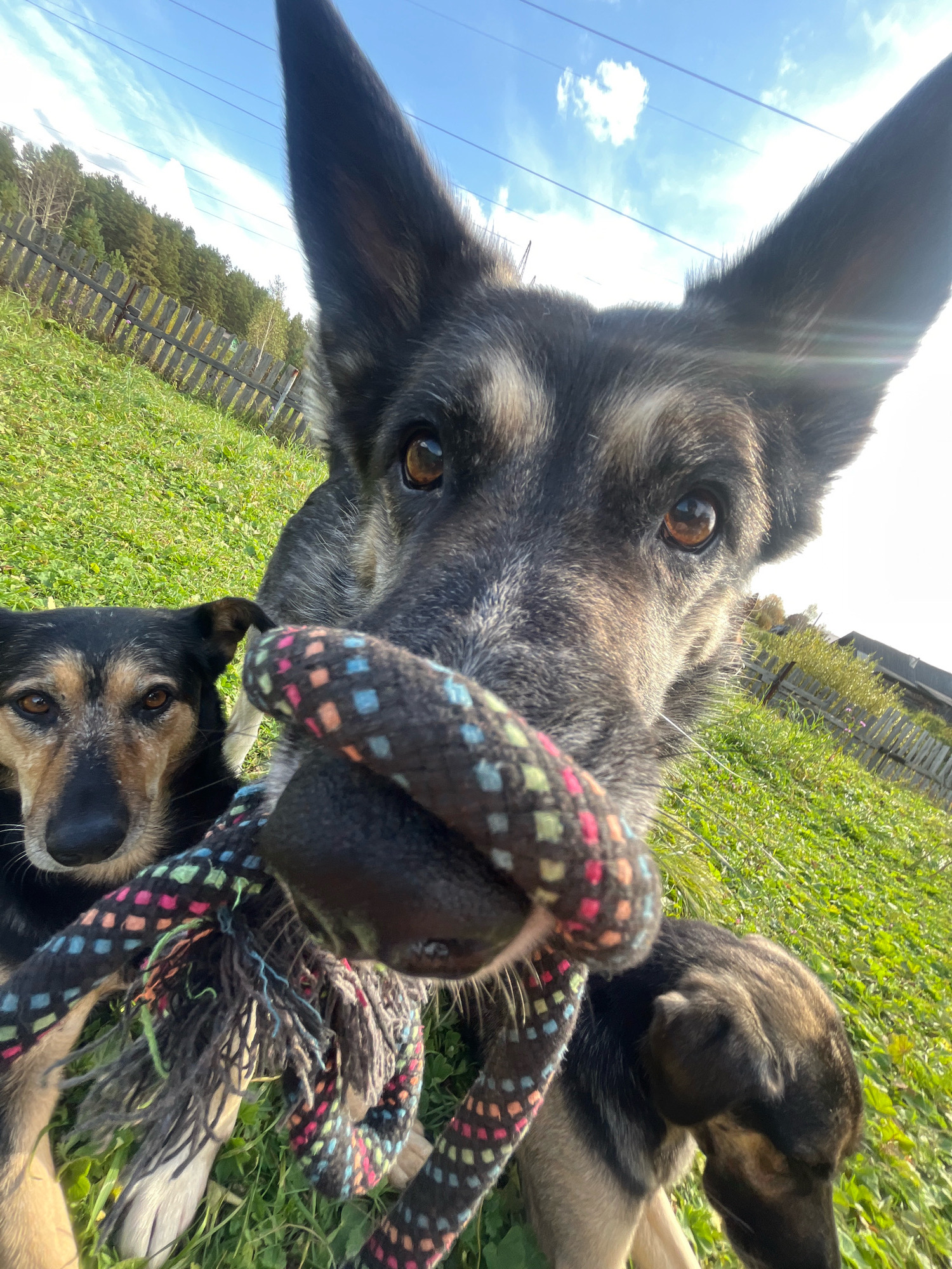 Two dogs, one in the foreground and another in the background, are on a grassy lawn in front of a wooden fence and trees under a blue sky with clouds. The foreground dog, a German Shepherd mix, has its face close to the camera, holding a colorful rope toy in its mouth. Its eyes are brown, and its ears are pointed upwards. The dog in the background, a smaller dog with black and tan coloring, looks towards the camera with its head slightly tilted. The scene is outdoors, likely in a rural or suburban area. There is no indication of the specific city of Nizhny Tagil, Russia.