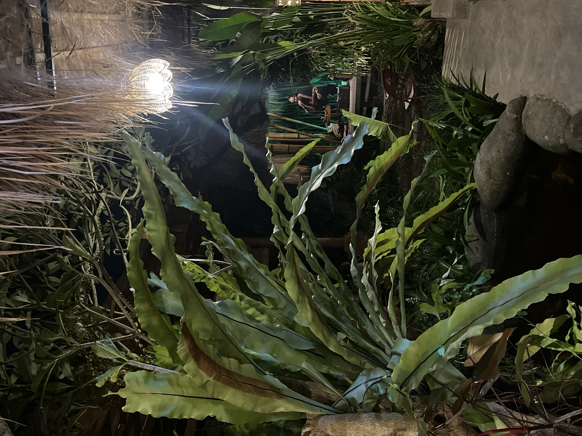 This media file captures a dimly lit, outdoor scene at night, likely in a tropical setting given the lush greenery and what appears to be thatched roofing. The primary subjects are various tropical plants, including large, broad-leafed ferns that dominate the foreground. In the background, a group of people are visible, possibly seated at a table or lounging, illuminated by warm, artificial light sources. One light fixture, made of woven natural material, hangs prominently in the upper left, casting a soft glow. The overall atmosphere is serene and somewhat mysterious due to the low light conditions. The time of day is clearly night. The presence of dense foliage, bamboo structures, and the woven light fixture suggest a tropical resort, restaurant, or a similar establishment in a naturalistic environment. There is no visible text in the image.