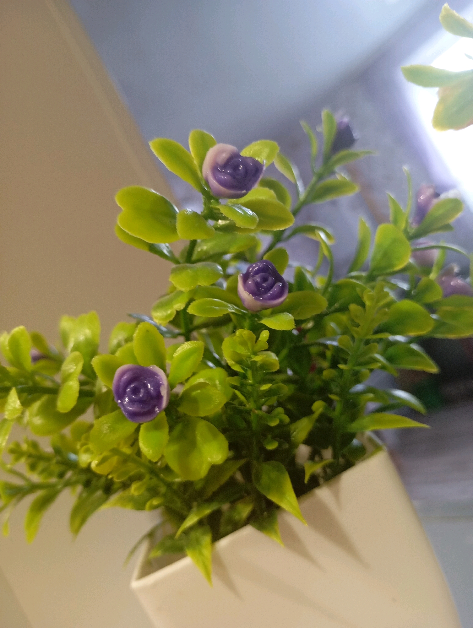 A close-up, slightly angled, interior shot depicts a small, artificial plant with vibrant green leaves and tiny, purple rosebuds, housed in a white, rectangular pot. The plant is positioned in the foreground, with its foliage and blooms filling most of the frame. The background is softly blurred, showing a neutral wall or surface and a hint of diffused light. No people or animals are visible, and no identifiable landmarks or street scenes suggest a specific location within the city of Fokino, Russia. The image appears to be taken indoors, possibly on a shelf or table.