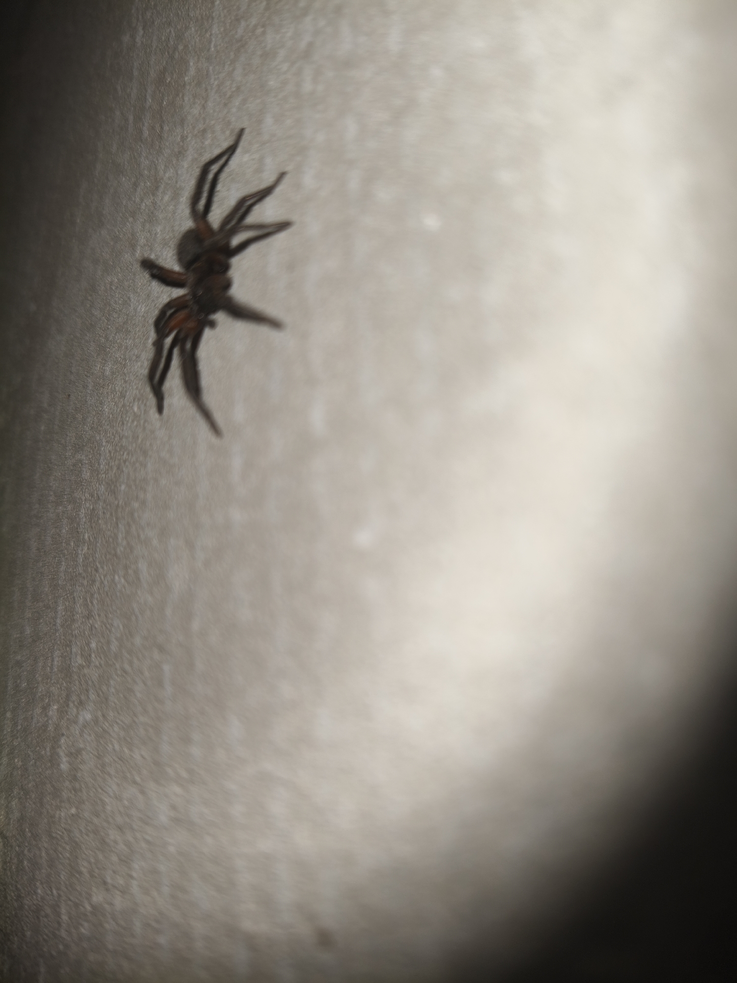 A single, dark-colored spider with eight legs is visible in the upper left quadrant of the image. The spider is perched on a textured, light-colored surface, possibly a wall or a piece of fabric. The lighting in the image is uneven, with a bright, diffused light source illuminating the right side of the frame, casting the spider and the left side into shadow. The background is out of focus, creating a shallow depth of field that emphasizes the spider. The scene appears to be indoors, as indicated by the smooth texture of the surface and the artificial lighting. No specific location in Grinăuți, Moldova, can be identified from the image.