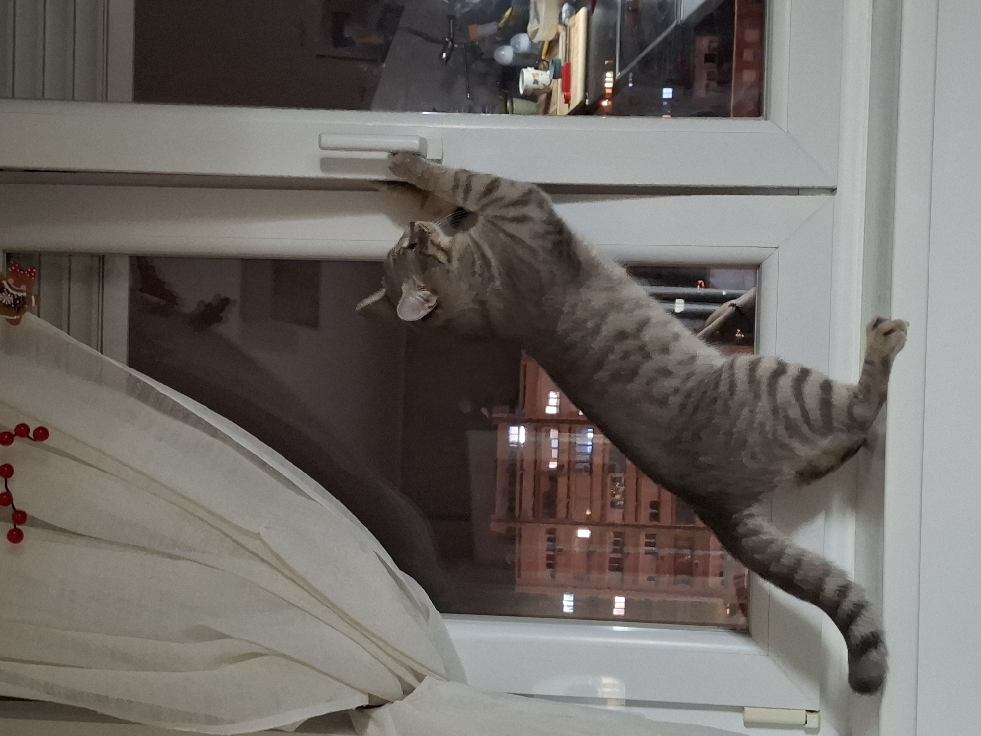 A gray tabby cat is clinging to the frame of a window, stretching horizontally across the frame. The cat's front paws grasp the top edge of the frame, and its rear paws grip the vertical side of the frame. The cat's body is arched. A white curtain is visible to the left of the cat. The background visible through the window shows a building with lit windows, suggesting it is night. The location is Novi Sad, Serbia.