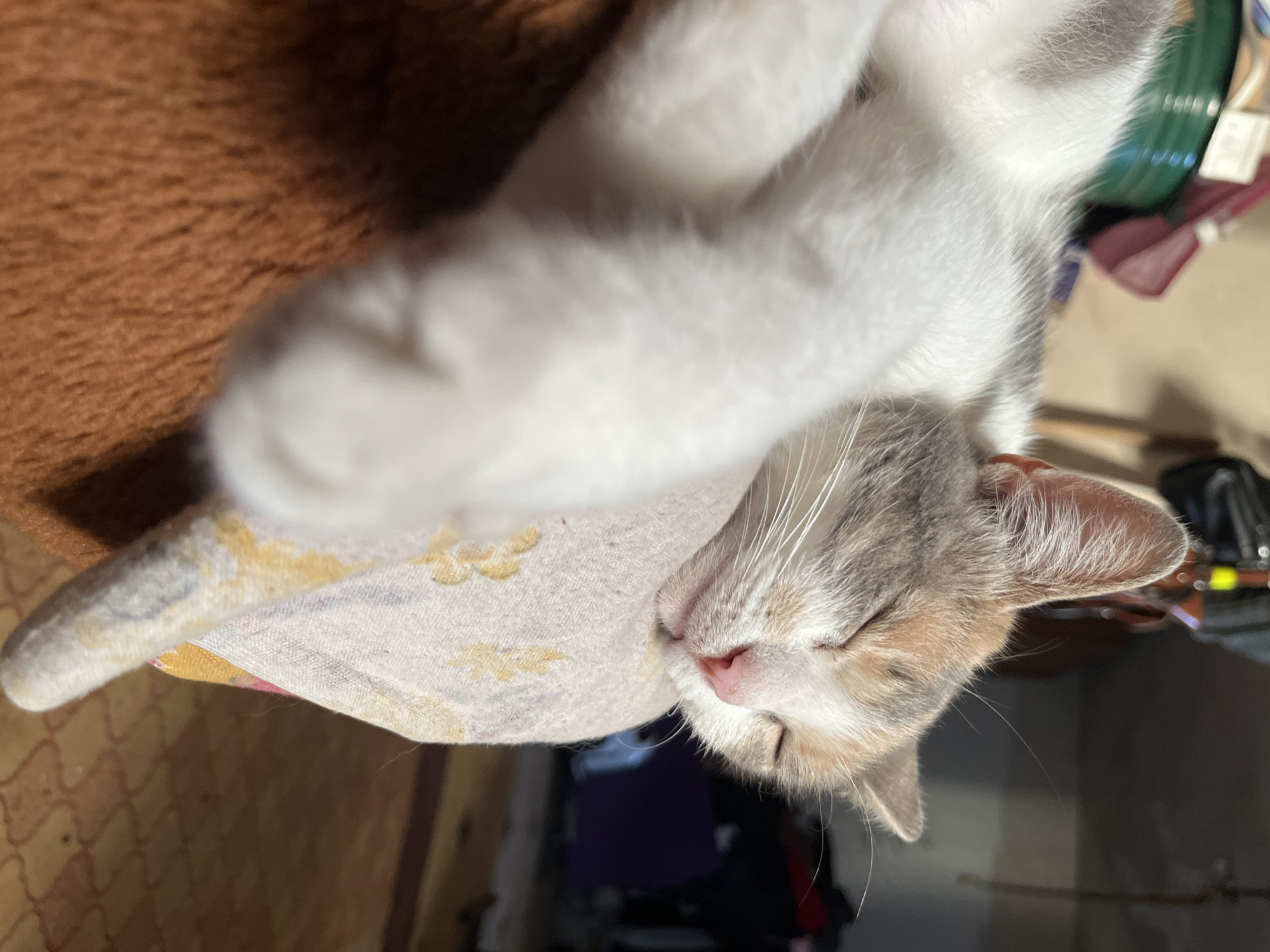 A calico cat is sleeping soundly, curled up on what appears to be a cushion or blanket. Its eyes are closed, and its pink nose is visible. The cat's fur is a mix of white, grey, and orange patches. The background is blurred but suggests an indoor setting with objects like shelves, bags, and clothing visible. The lighting indicates it might be daytime, possibly indoors in a room with ambient light. The image does not provide any specific landmarks or details that would allow for identification of its location within the city of Dnipro, Ukraine.