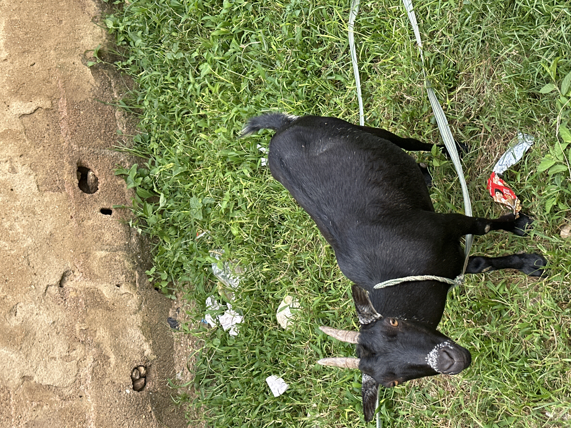 A black goat with short horns and a white marking on its nose stands in a grassy area next to a weathered concrete wall. The goat is wearing a light-colored rope halter around its neck. The ground is covered in green grass with some scattered white and clear plastic debris. In the background, the concrete wall shows signs of age and damage, with some holes and patches of discoloration. The scene appears to be outdoors, in a semi-urban or rural setting.