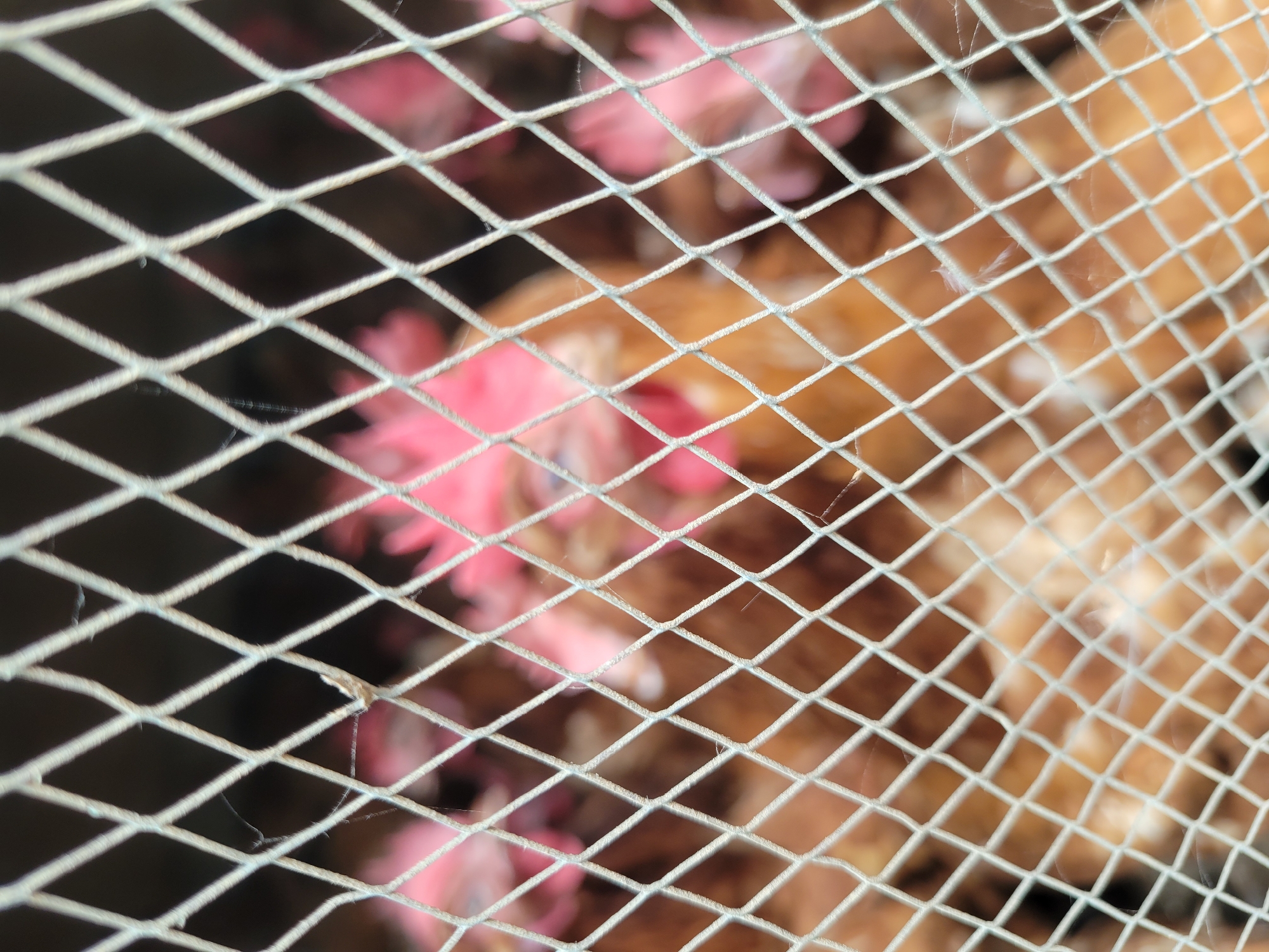 The image shows a close-up view of chickens behind a wire mesh. The chickens have brown and pinkish-red plumage. The wire mesh is white and forms a diamond pattern. The background is blurry, but appears to be dark.