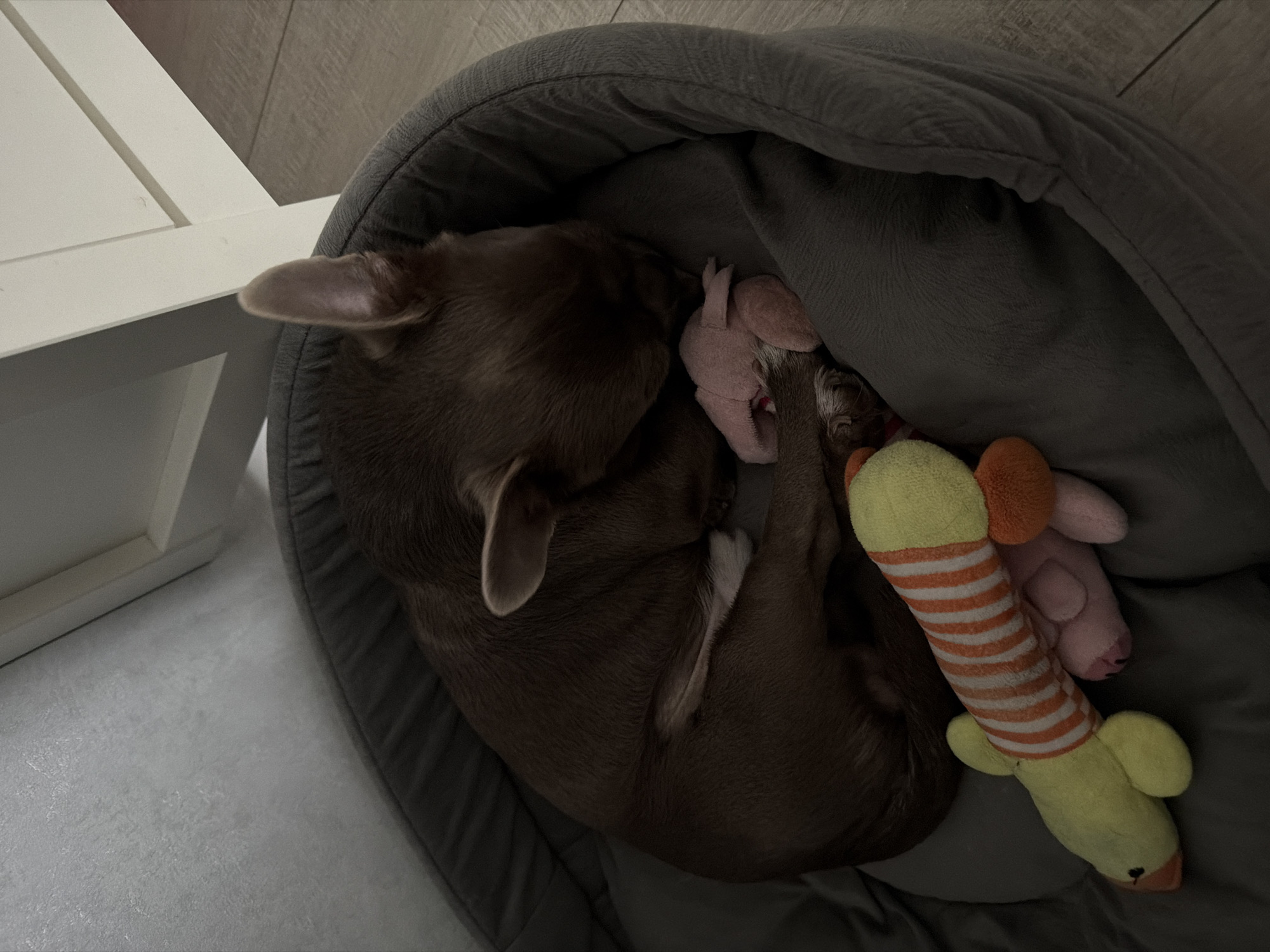 A dark brown, short-haired dog is observed sleeping curled up within a round, grey, plush pet bed. The dog's ears are partially erect, and its face is tucked into its body. A small, pink plush toy rests near the dog's front paws. A second toy, a elongated yellow and orange-striped plush item resembling a duck, is situated against the exterior edge of the pet bed. The bed is positioned on a light-colored, planked floor. In the background, a white furniture component, possibly a table or chair leg, is visible adjacent to a light grey, textured wall. The scene is located in a room in Votkinsk, Russia.