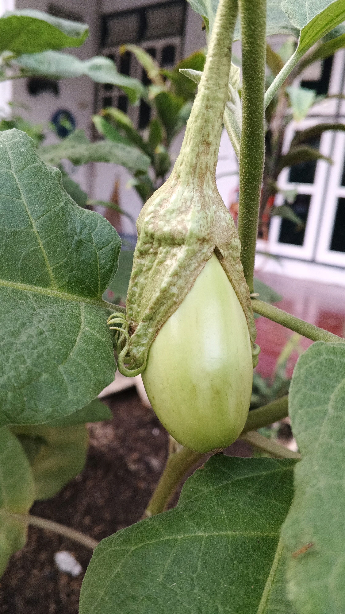A close-up, vertical, outdoor shot focuses on a young, light green eggplant hanging from its stem. The eggplant has a slightly elongated, bulbous shape and is partially covered by its green calyx, which exhibits some brown discoloration and textured folds. A tendril curls near the base of the calyx. The eggplant is surrounded by large, velvety green leaves of the eggplant plant. In the background, out of focus, is a building with white window frames and a pinkish-hued wall. The ground below appears to be dark soil. The image appears to have been taken in a residential area of Semarang, Indonesia, given the architectural style visible in the background.
