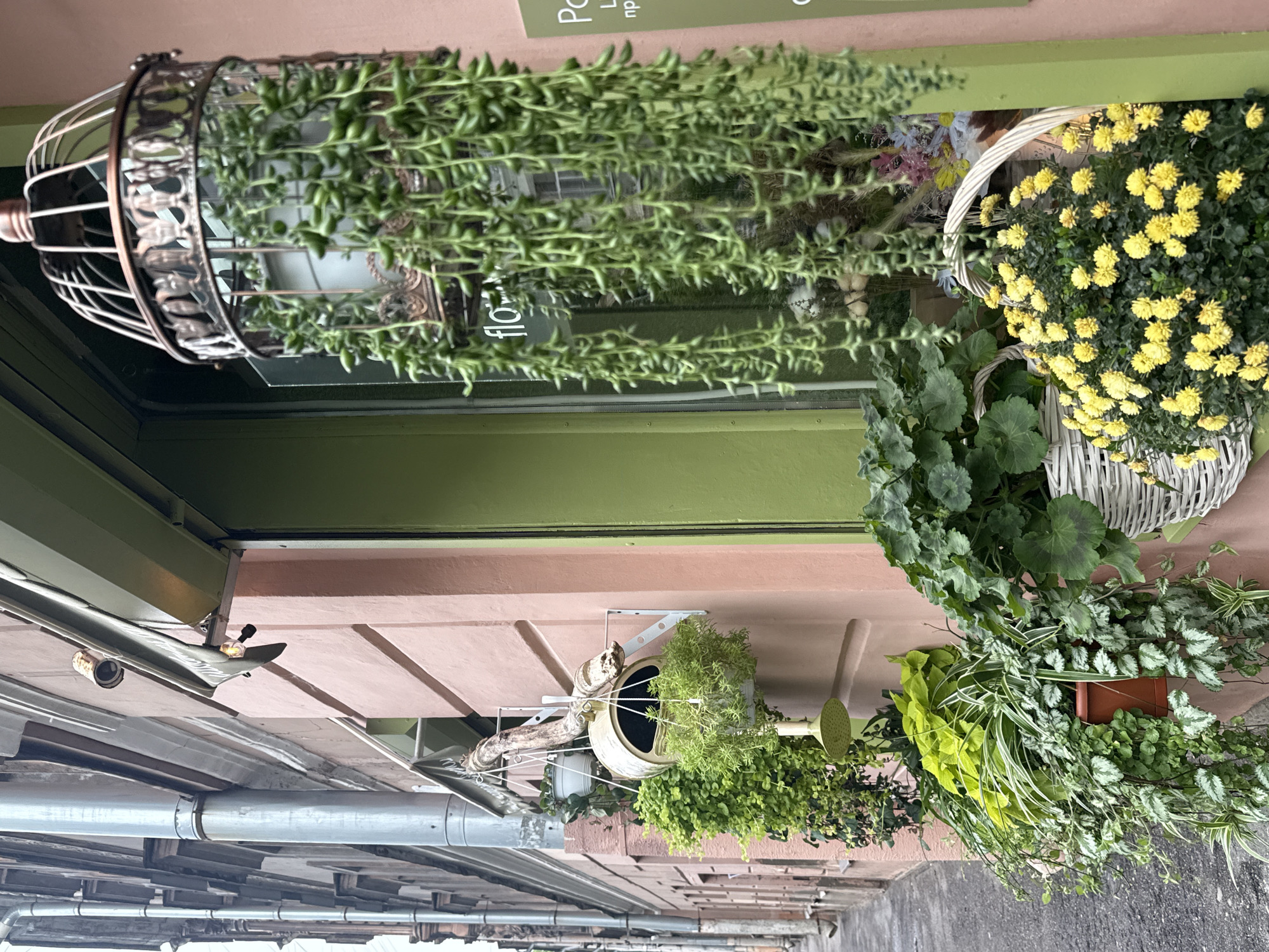 This image captures a street-level view of a flower shop facade in Saint Petersburg, Russia. The building's exterior is painted a soft pink, contrasting with a vibrant green doorway. A tall, narrow building with grey siding and a large metal downspout runs along the left side of the frame, suggesting an urban setting.
The shop's display is abundant with greenery. Hanging from an ornate, birdcage-like structure is a string of succulent plants with bean-shaped leaves. Below this, a watering can has been repurposed as a planter, with a small, green showerhead attachment hanging from it. This watering can holds a lush cascade of small, green plants.
Further down, the facade is adorned with more planters. One contains a vibrant mix of plants, including lime-green foliage and silvery-variegated leaves. Adjacent to this, a white wicker basket overflows with bright yellow chrysanthemum flowers. Another white wicker basket, partially visible, also holds green plants.
The window of the shop is visible behind the hanging plants, hinting at an interior display. A sign with the word "flo" is visible on the window, likely the start of the shop's name. Another sign on the right side of the frame has text in Cyrillic. The scene is set on a street with grey pavement, indicating an outdoor, public space. No people are visible in the image.