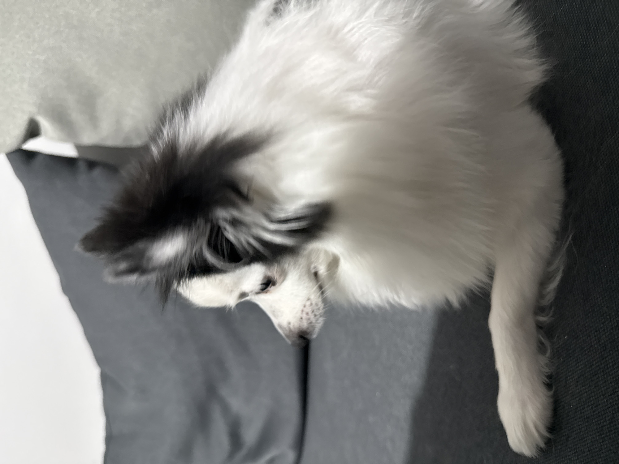 A white and black Papillon dog is lying on a gray sofa. The dog is positioned with its head near the top-left corner of the image and its body diagonally across the frame. The dog's fur is primarily white, with black markings on its head and ears. The sofa has a textured gray fabric. The background includes a white surface, possibly a cushion or wall, on the left side. There is no indication of Stara Zagora, Bulgaria.