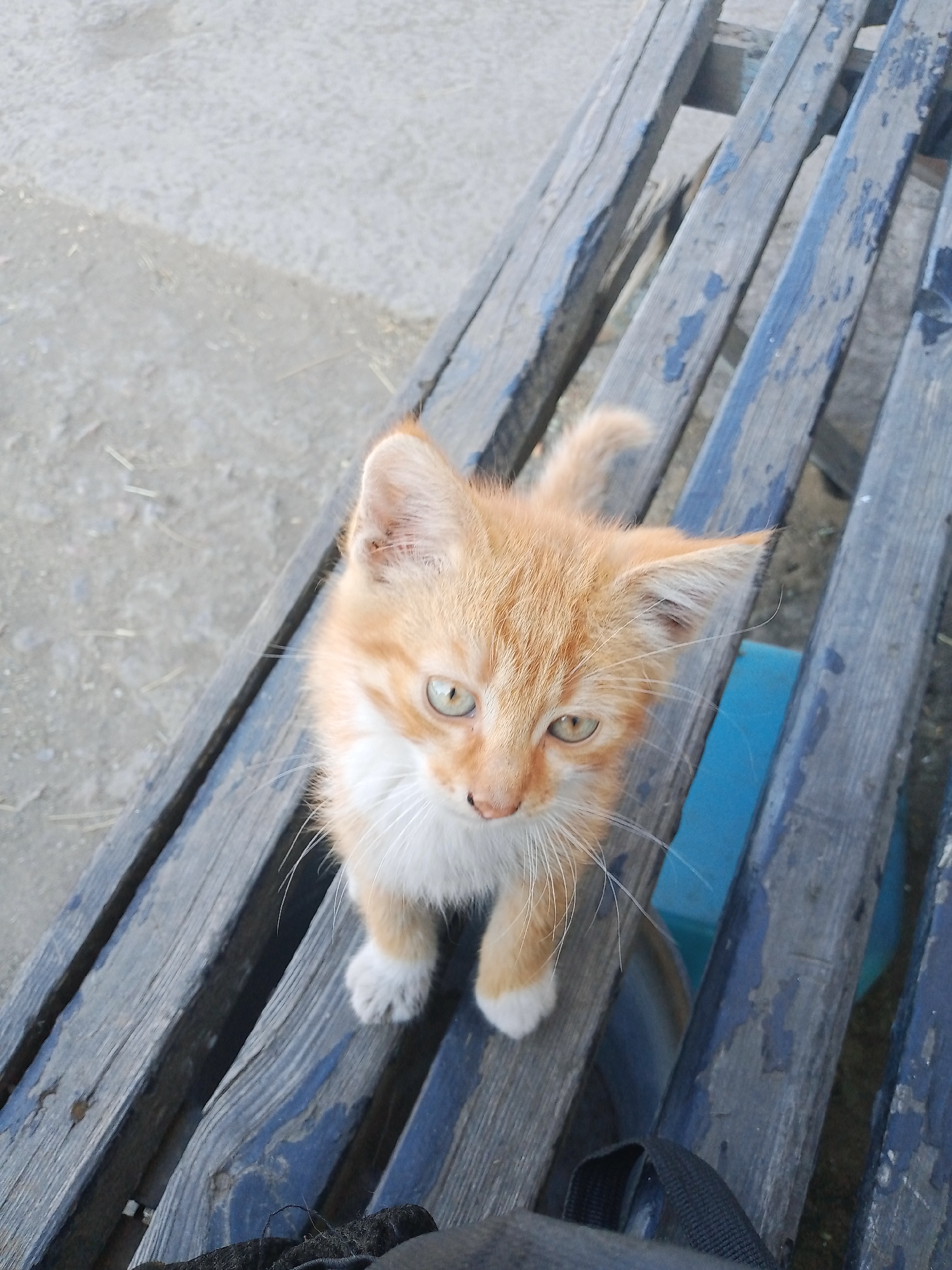 An overhead, medium shot captures a ginger and white kitten perched on a weathered, blue wooden bench. The kitten is facing the viewer, with its front paws extended. The bench's slats are aged, with peeling paint and visible grain. Behind the bench, the ground appears to be a mix of dirt and small stones. The kitten's fur is orange and white, with green eyes and long white whiskers. The background is out of focus, with a blurred blue object visible to the right of the kitten. A dark bag with a strap is partially visible in the foreground.