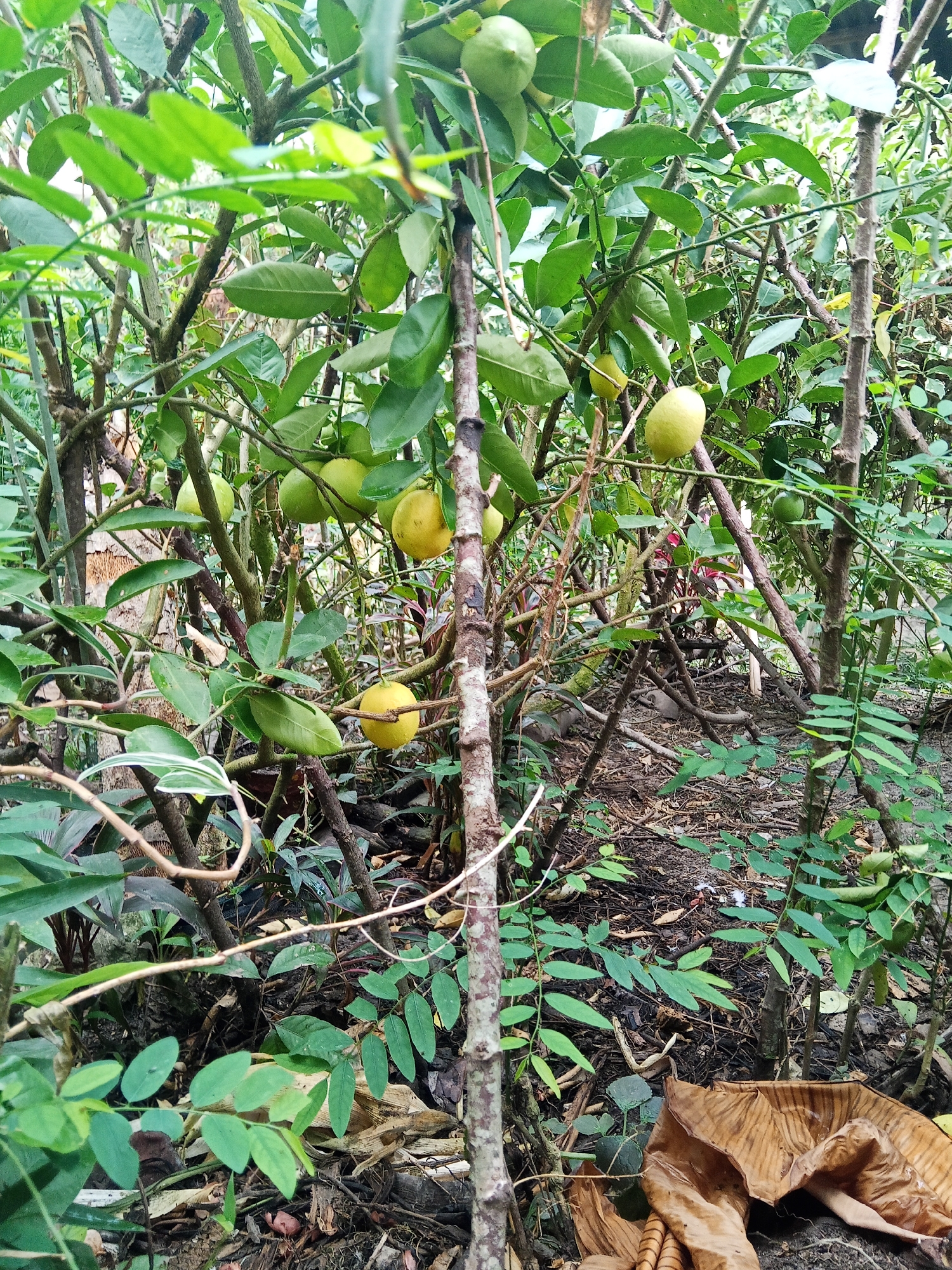 The image depicts a lemon tree laden with fruit, situated in a natural, overgrown environment. The tree's branches are laden with green and yellow lemons, some appearing ripe and ready for harvest. The foliage is dense and lush, with a variety of leaves and thin branches creating a textured backdrop. The ground beneath the tree is covered in a layer of organic debris, including fallen leaves, twigs, and dried plant matter. A large, dried brown leaf, possibly from a banana plant, rests prominently in the foreground. The scene suggests a rural or semi-rural setting, possibly a garden or an orchard. The overall impression is one of natural abundance and a slightly unkempt, yet vibrant, agricultural landscape. This scene is located in Makale, Indonesia, a region known for its lush greenery and agricultural produce.