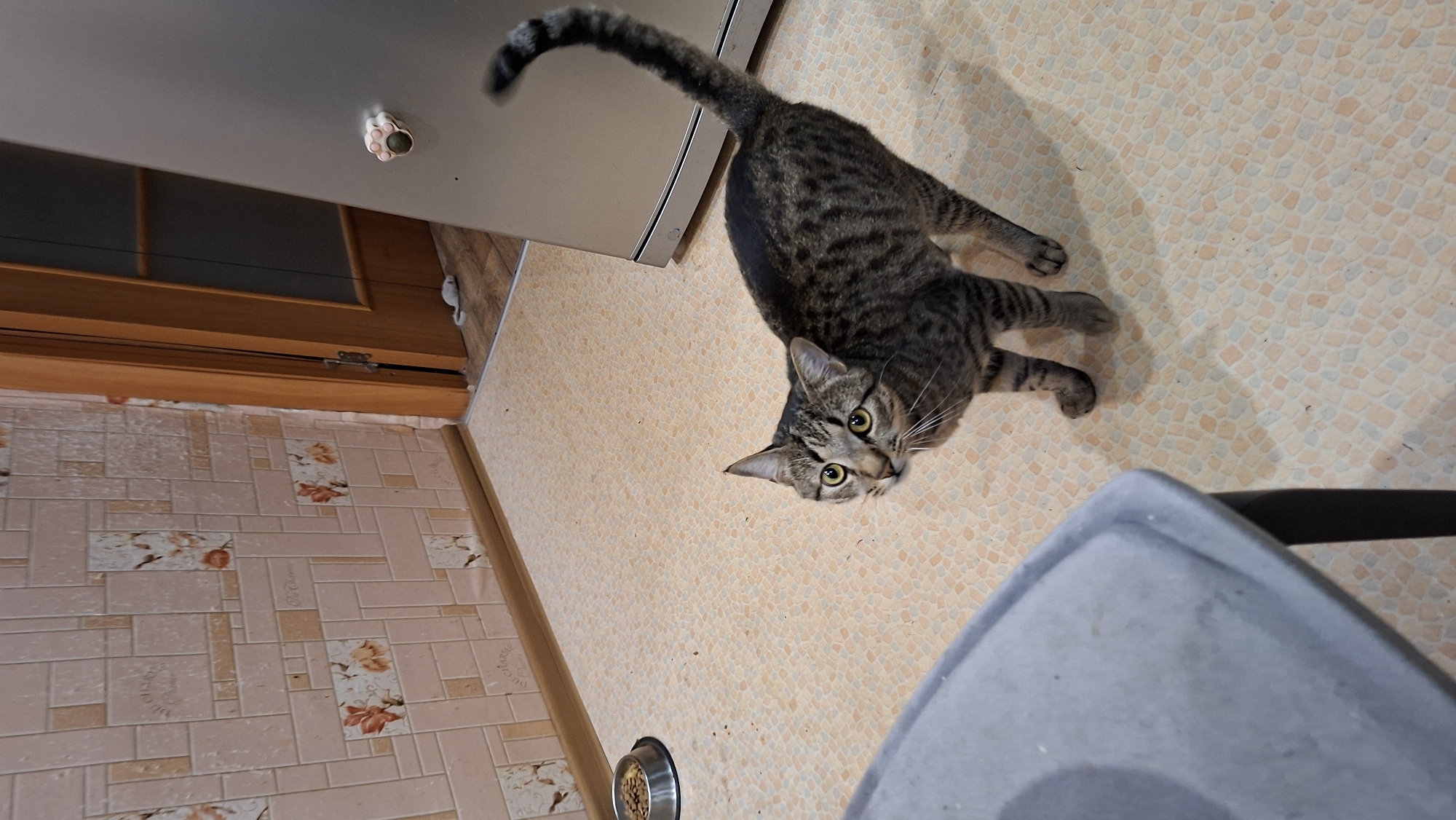 A tabby cat stands on a tiled floor in a room with floral wallpaper. The cat is facing left and looking up. A metal bowl of kibble is in the background. A silver refrigerator is to the right of the cat. The floor is a mosaic of small, light-colored tiles. The wallpaper has a pinkish hue with a repeating pattern of rectangular tiles and floral motifs. A wooden doorframe is visible on the right side of the image. The overall setting appears to be a domestic interior, likely a kitchen or hallway in a residential building. There is no indication of the city of Myadzyel, Belarus, within the image itself.