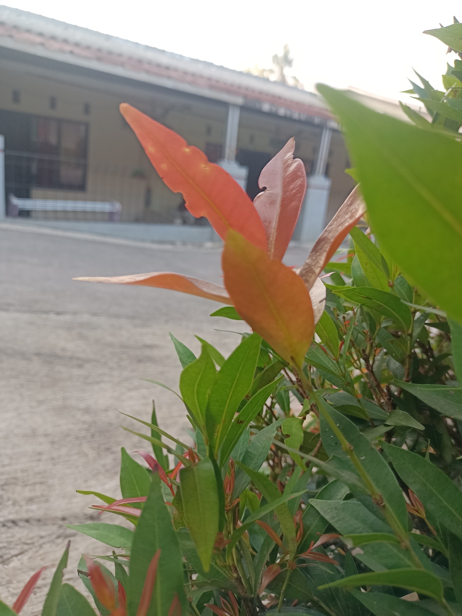 The image shows a close-up of vibrant red and green leaves of a Syzygium oleana plant, commonly known as the Lilly Pilly, in a residential area. The leaves are in sharp focus in the foreground, with a blurred background of a house and a paved street, typical of the suburban landscape in Purwakarta, Indonesia. The house has a tiled roof and a light-colored wall, with a bench visible in front. The street appears to be made of concrete, with a curb on the left side of the frame. The lighting suggests it is either early morning or late afternoon, with soft sunlight illuminating the leaves. There are no people or animals present in the image.
