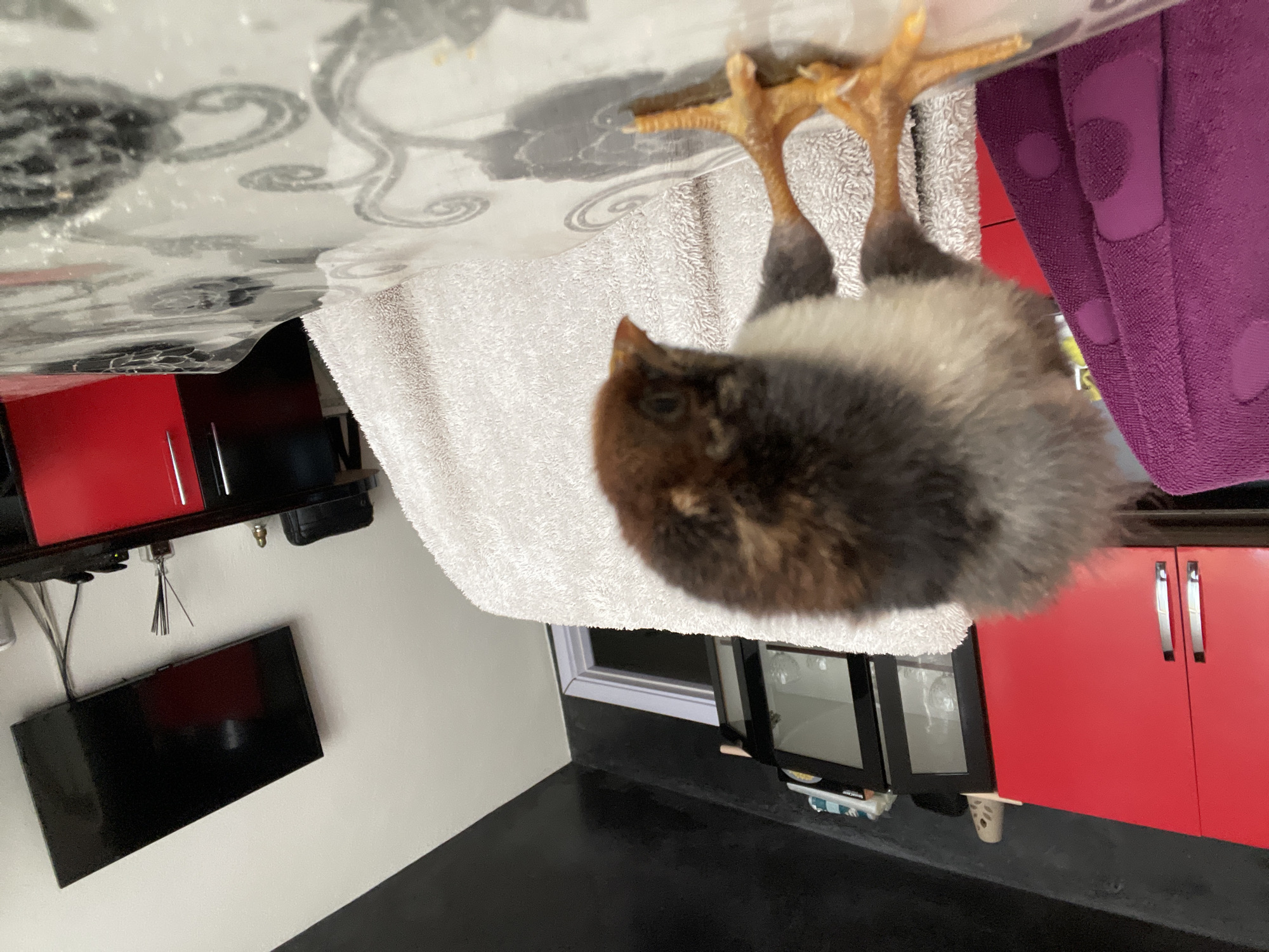 An image, rotated 90 degrees clockwise, captures a fluffy chick with mottled brown, black, and white plumage resting on a white terrycloth towel. The towel lies on a white table adorned with a grey swirl pattern. The chick's yellow-orange feet are visible, firmly planted on the towel.
In the background, to the right of the chick, a purple terrycloth towel or mat with prominent circular patterns is draped. Below the table, to the left, are sleek red kitchen cabinets with modern silver bar handles. Further down, a black flat-screen television is mounted on a light-colored wall, accompanied by visible wires. A black countertop, a window allowing natural light, a small glass display cabinet, and a white cup are also discernible in the background. The scene depicts an indoor domestic setting, likely a kitchen or a combined kitchen and living area, located in Zlatograd, Bulgaria. No people are visible, and there is no discernible text in the image.