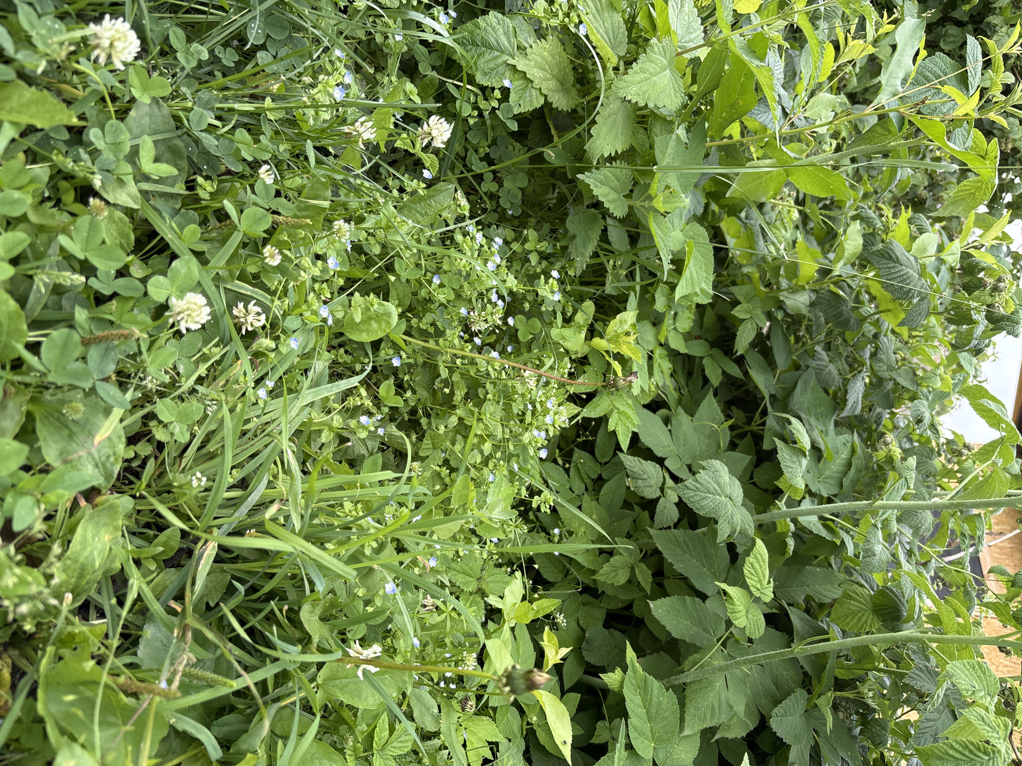 The image shows a dense, overgrown patch of greenery, likely a garden or wild area, in Ilpanur, Russia. The foreground is dominated by various green plants, including clover with white flowers and smaller blue wildflowers. Tall, leafy plants, possibly raspberry bushes, form a thick backdrop. The overall impression is one of untamed natural growth. There are no people or animals visible.