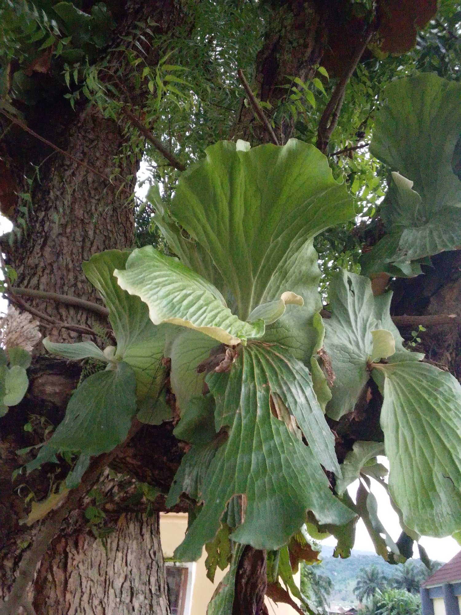 A close-up, low-angle shot captures the textured bark of a large tree trunk on the left, with several large, vibrant green staghorn ferns growing from its branches. The ferns display their characteristic broad, deeply lobed fronds, some with wavy edges. One fern in the foreground is particularly prominent, its leaves arching outwards. The background is filled with more foliage, suggesting a lush, natural environment. In the far distance, through the leaves, a glimpse of a building with a reddish-brown roof and some palm trees can be seen, hinting at a semi-urban or rural setting. The overall impression is one of a well-established tree adorned with epiphytic ferns, likely in a garden or natural area within Serti, Nigeria.
