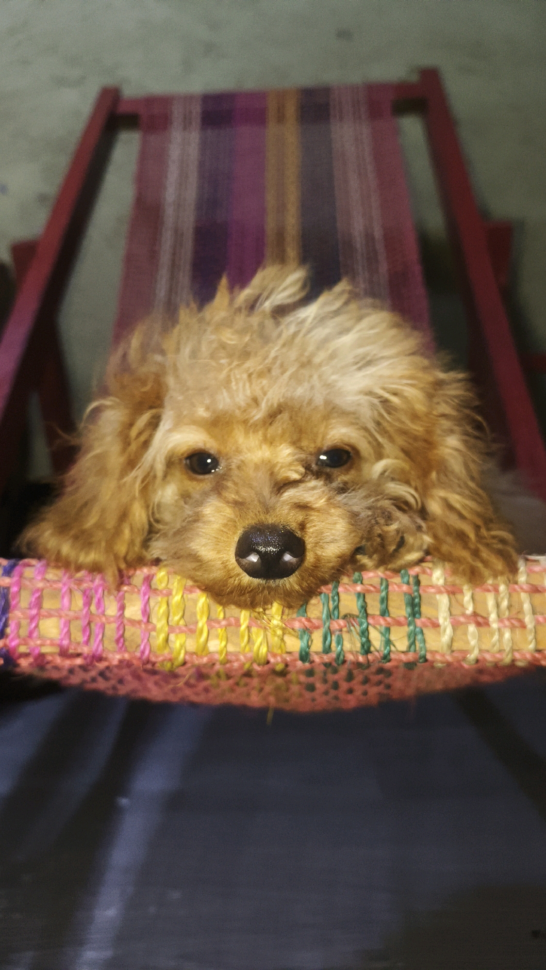 A brown poodle puppy rests its head on a colorful woven hammock. The puppy has dark eyes and a black nose. The hammock is suspended between two red-painted wooden supports. The background is out of focus, showing a wall and what appears to be the interior of a room. The scene is lit by artificial light, casting shadows on the hammock and the surface below it. The image was taken in Santa Rosa, Philippines.