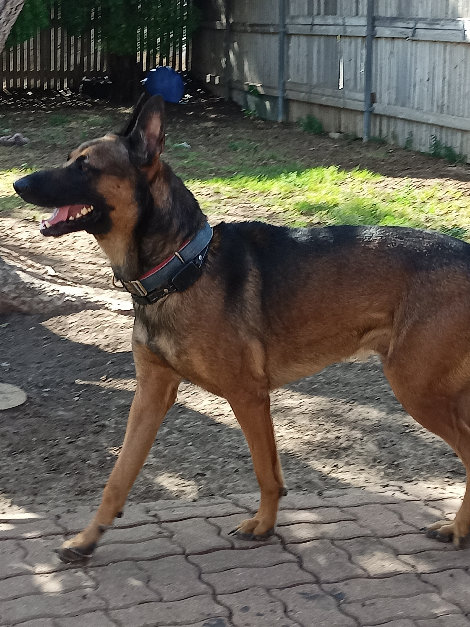 A medium shot captures a German Shepherd dog in profile, walking from left to right on a paved walkway in an outdoor setting. The dog has a black muzzle and ears, with tan and brown fur on its body. It wears a dark collar with a red accent. Its mouth is open, revealing its teeth and tongue, and it appears to be panting or in motion. The background includes a wooden fence, some greenery, and a shadow-dappled ground. The scene is illuminated by natural sunlight, casting distinct shadows. The location is identified as Amarillo, United States of America.