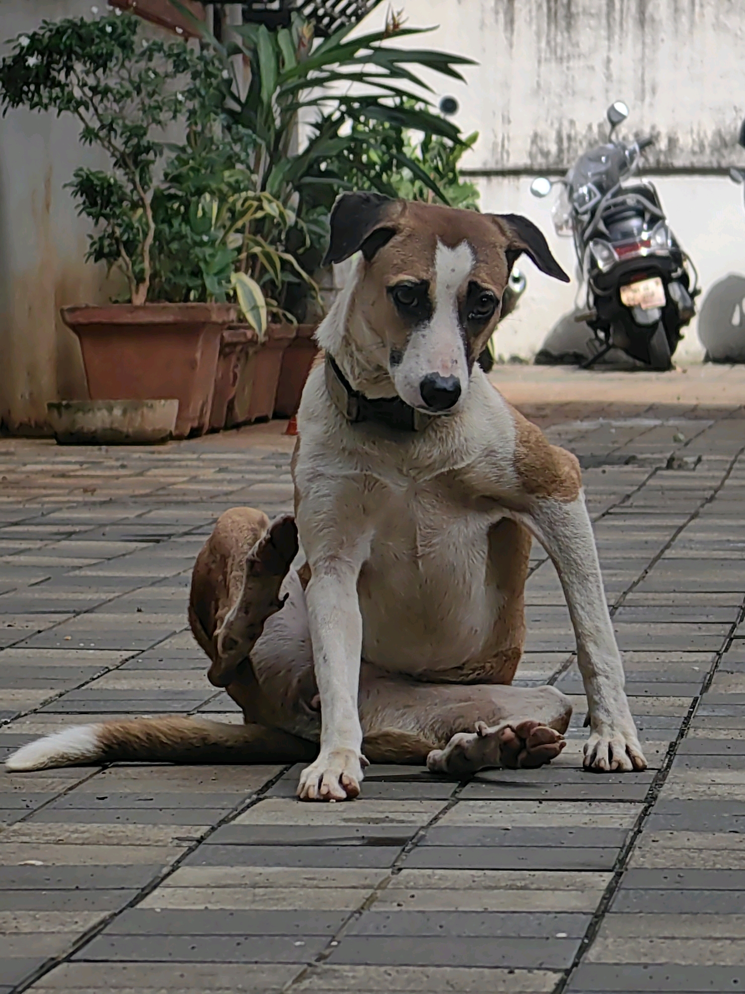 A medium-sized, mixed-breed dog with brown and white fur is sitting on a patterned paved surface, possibly a courtyard or patio, in an outdoor urban environment. The dog is facing towards the viewer with its head tilted slightly to its right and is scratching its left side with its left hind leg. Its right hind leg is bent and tucked underneath its body. The dog has a dark collar.
In the background, several large terracotta planters filled with lush green plants are visible against a textured wall. To the right of the planters, a black and silver scooter is parked. The ground is paved with rectangular interlocking tiles in shades of gray and beige. The overall setting suggests a residential or semi-public outdoor space within a city. The lighting indicates it is daytime, likely with some overhead shade from an unseen structure.
The scene is devoid of any humans. The focus is entirely on the dog and its immediate surroundings. The image captures a candid moment of the dog engaged in a typical grooming behavior. The environment appears to be clean and well-maintained.
