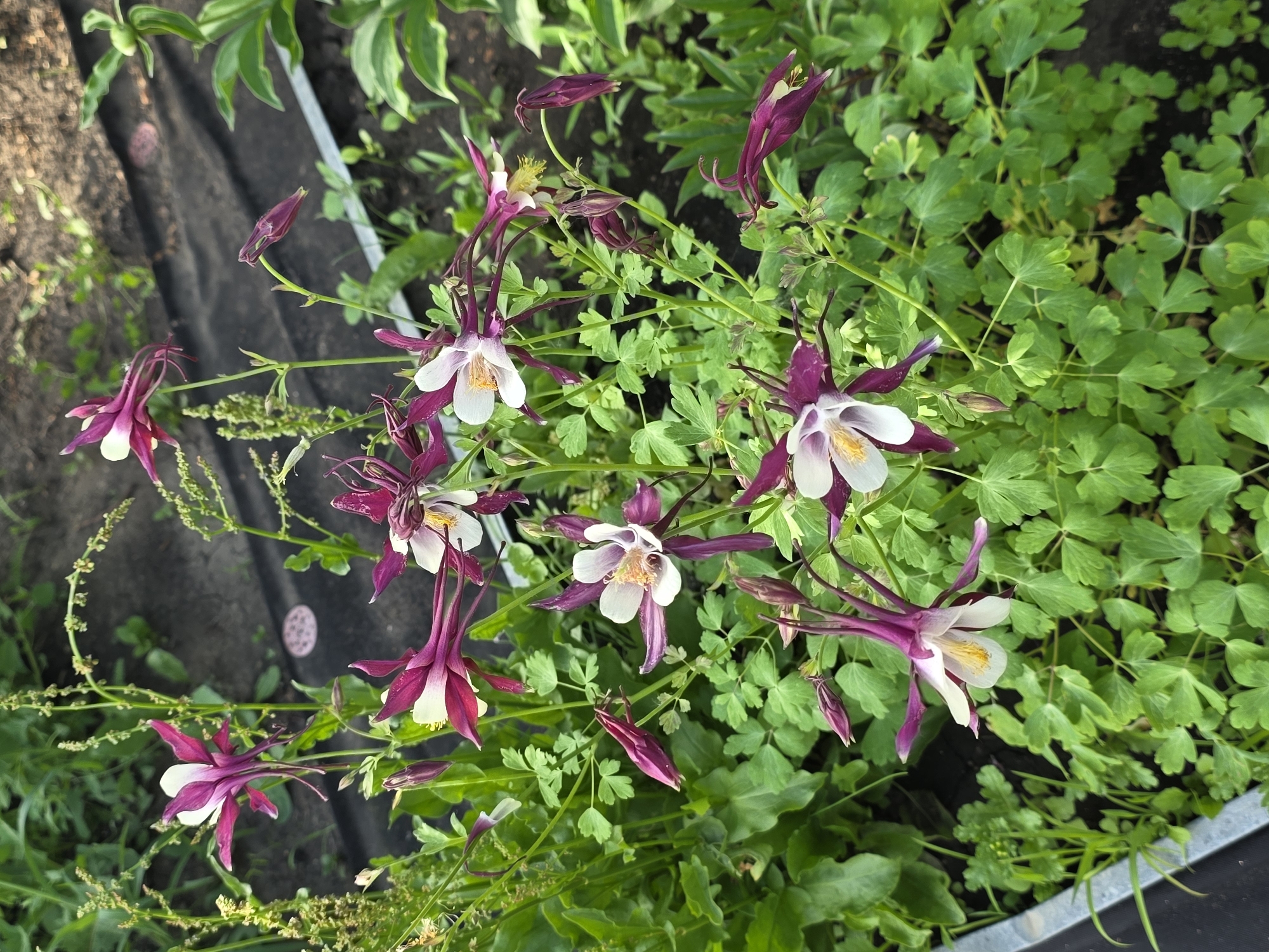 In an outdoor garden setting, likely in Petrushenko, Russia, a cluster of columbine flowers (Aquilegia) is in bloom. The flowers exhibit a bi-coloration, with deep purple or burgundy outer petals and white inner petals. Some flowers are fully open, revealing yellow stamens, while others are still in bud or partially closed. The plants are surrounded by lush green foliage and stems. The ground appears to be dark soil, with some areas covered by black landscape fabric. The overall scene suggests a naturalistic garden environment.