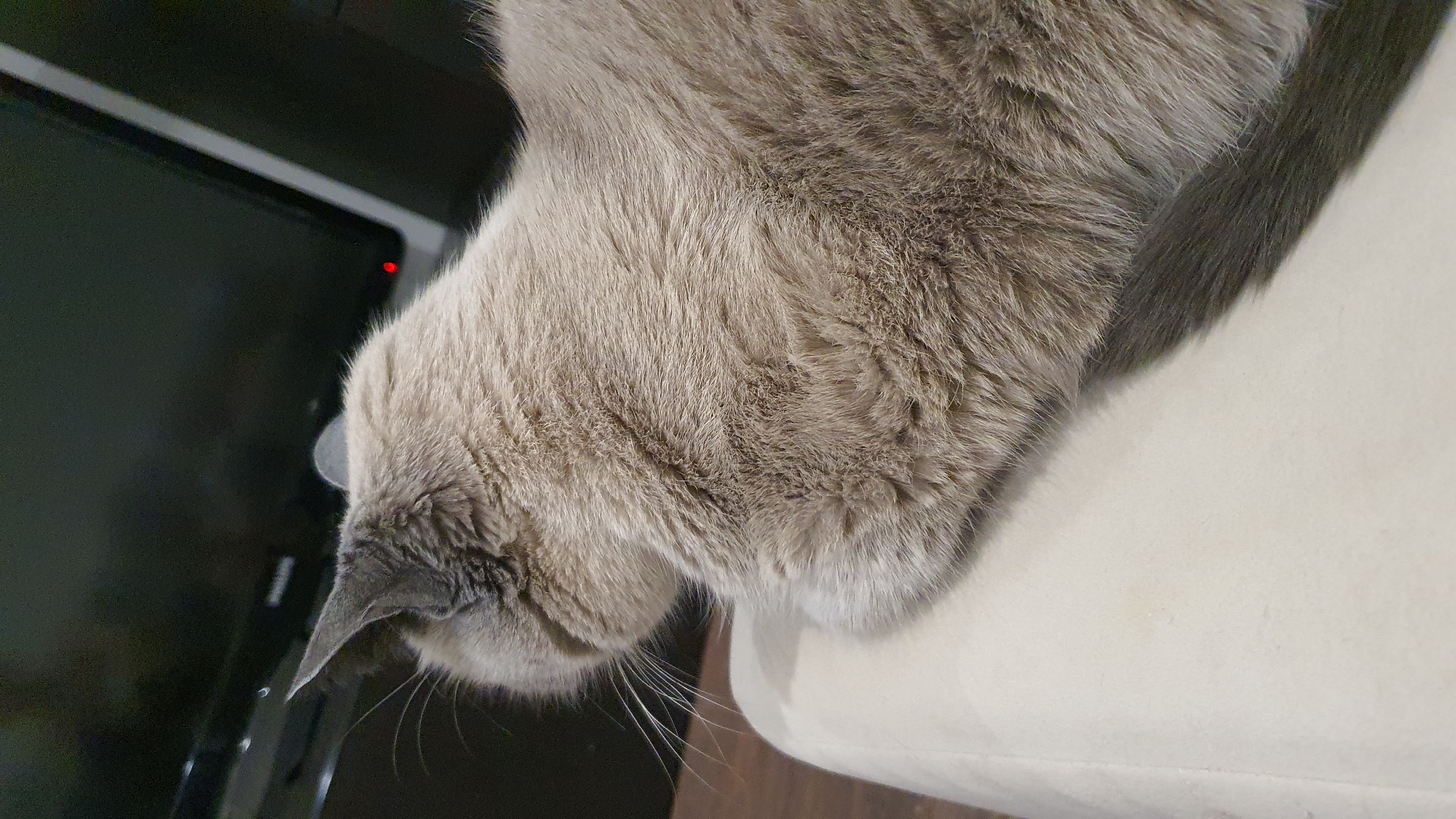The image is a close-up, vertical shot of a light brown and grey cat resting on a beige surface. The cat is facing away from the camera, with its head turned to the left, showing its profile. Its ears are pointed, and long white whiskers are visible. The cat's fur appears soft and fluffy. In the background, a dark electronic device, likely a television, is partially visible. A small red indicator light is visible on the electronic device. The overall environment appears to be indoors, with a dark, possibly wooden floor visible at the bottom left. The image does not contain any elements that would allow for the determination of its specific location within the city of Krasnoyarsk, Russia.