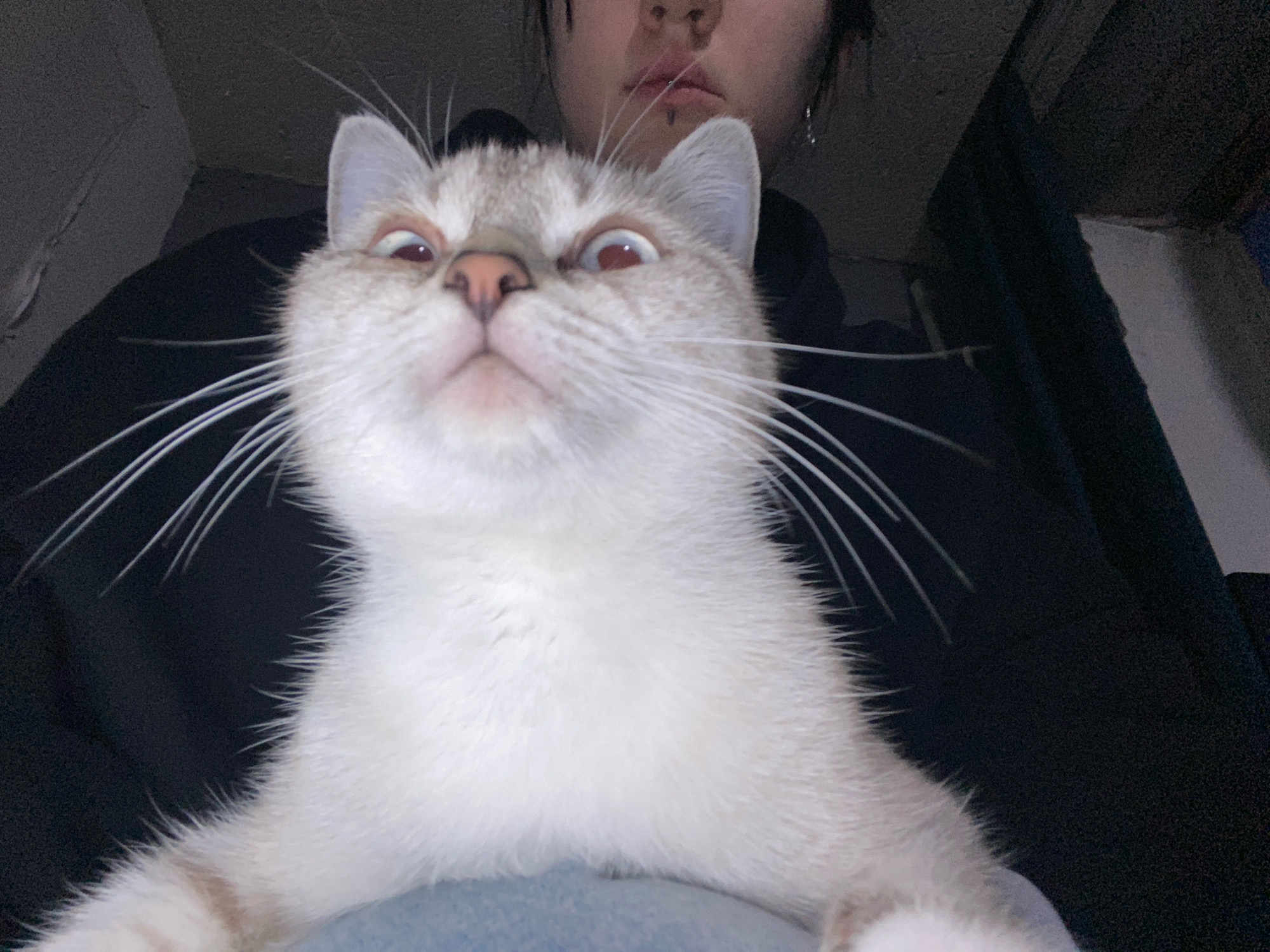 The image shows a close-up of a Siamese cat with its eyes wide open and looking upwards. The cat's head is tilted back, and its whiskers are prominent. Behind the cat, a person's face is partially visible, with dark hair and visible lips with a piercing. The background appears to be indoors, with dark clothing visible on the person and a textured, dark wall. There is no information in the image that indicates it is located in Overyata, Russia.